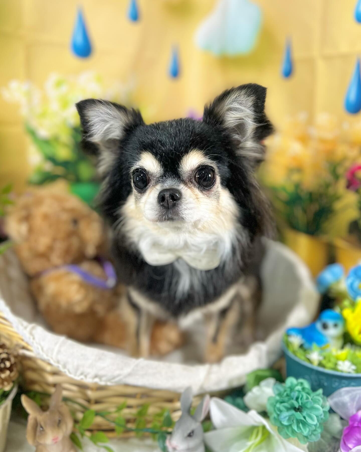 来店いただいたにこちゃんです🐶✨