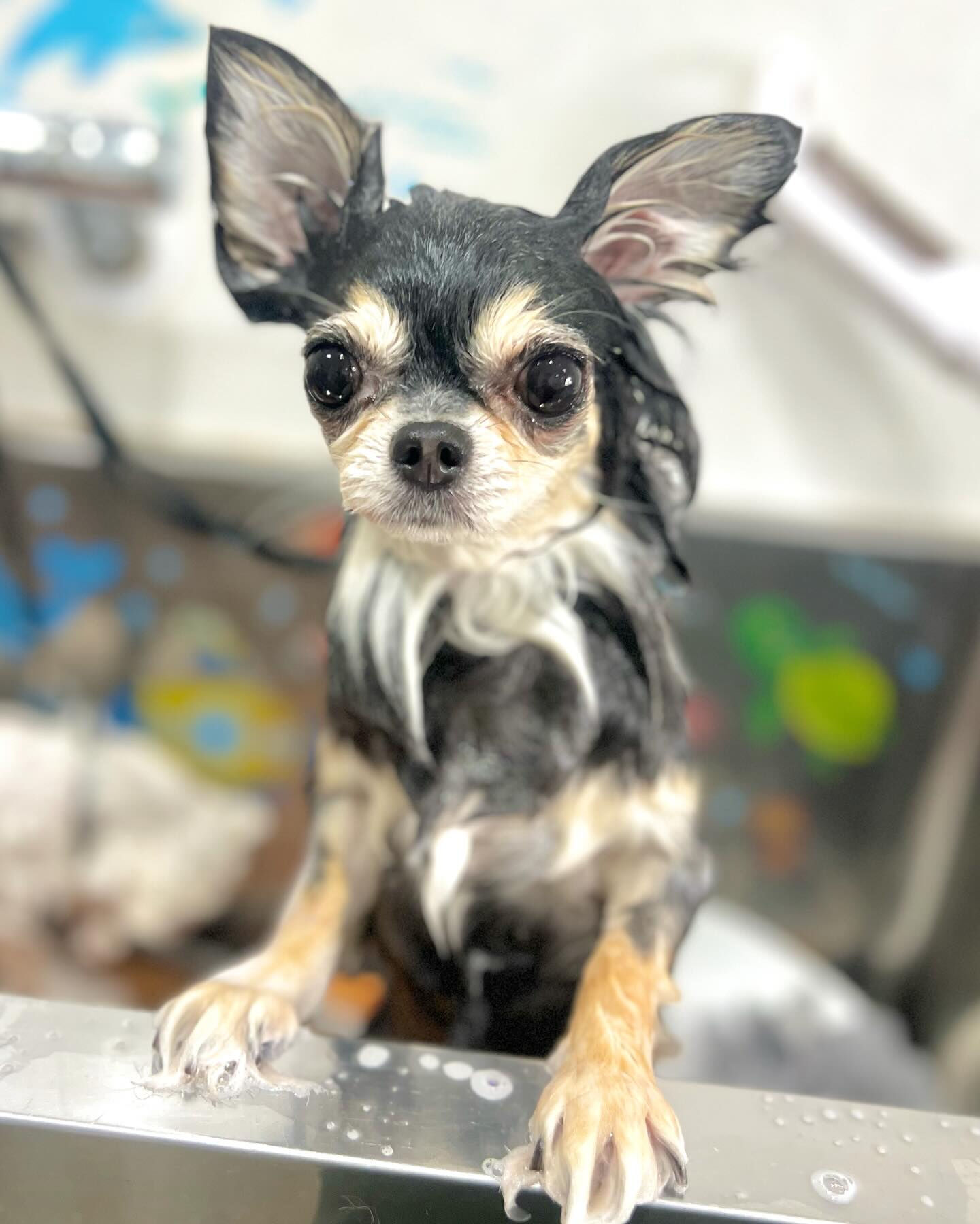 来店いただいたにこちゃんです🐶✨
