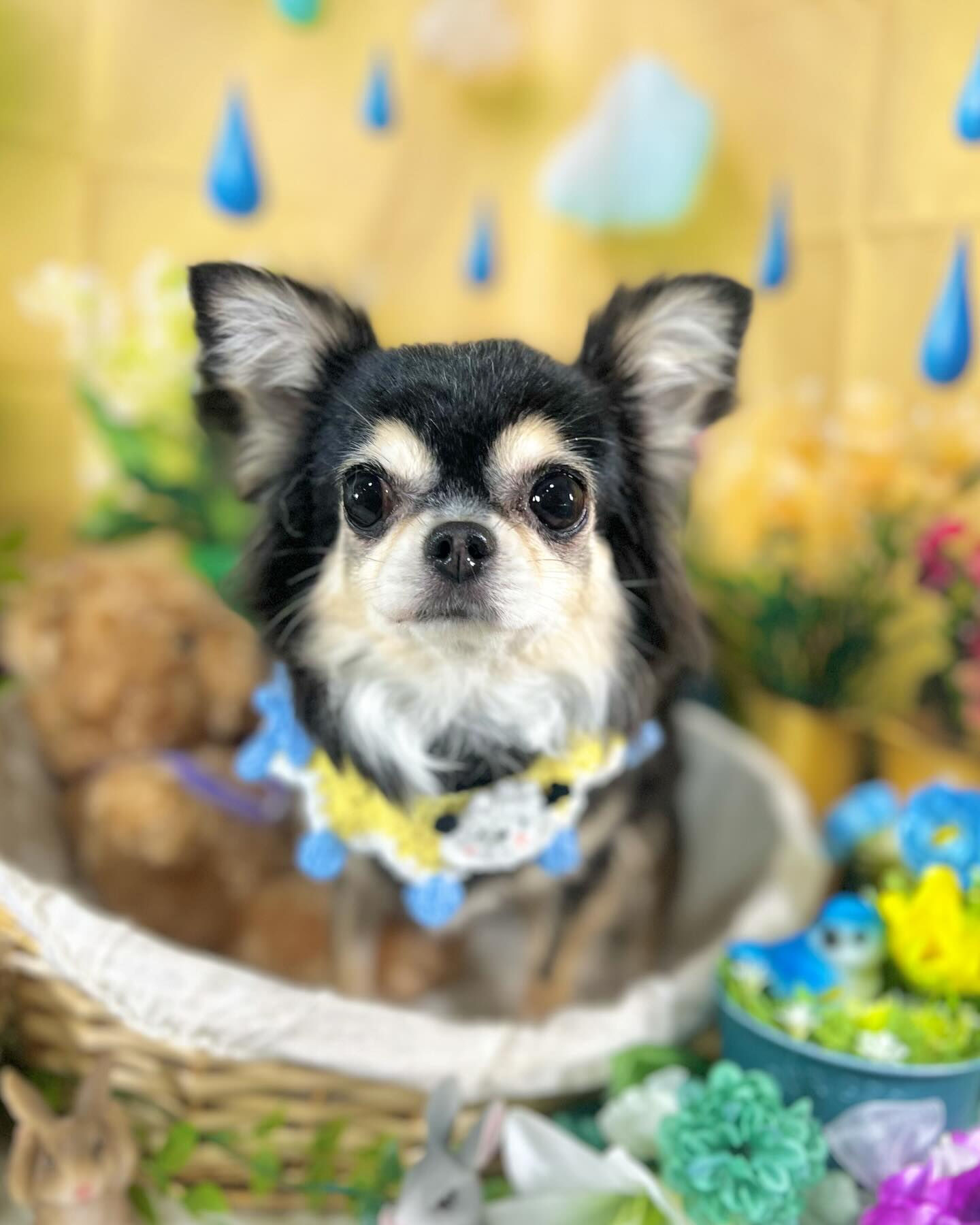 来店いただいたにこちゃんです🐶✨