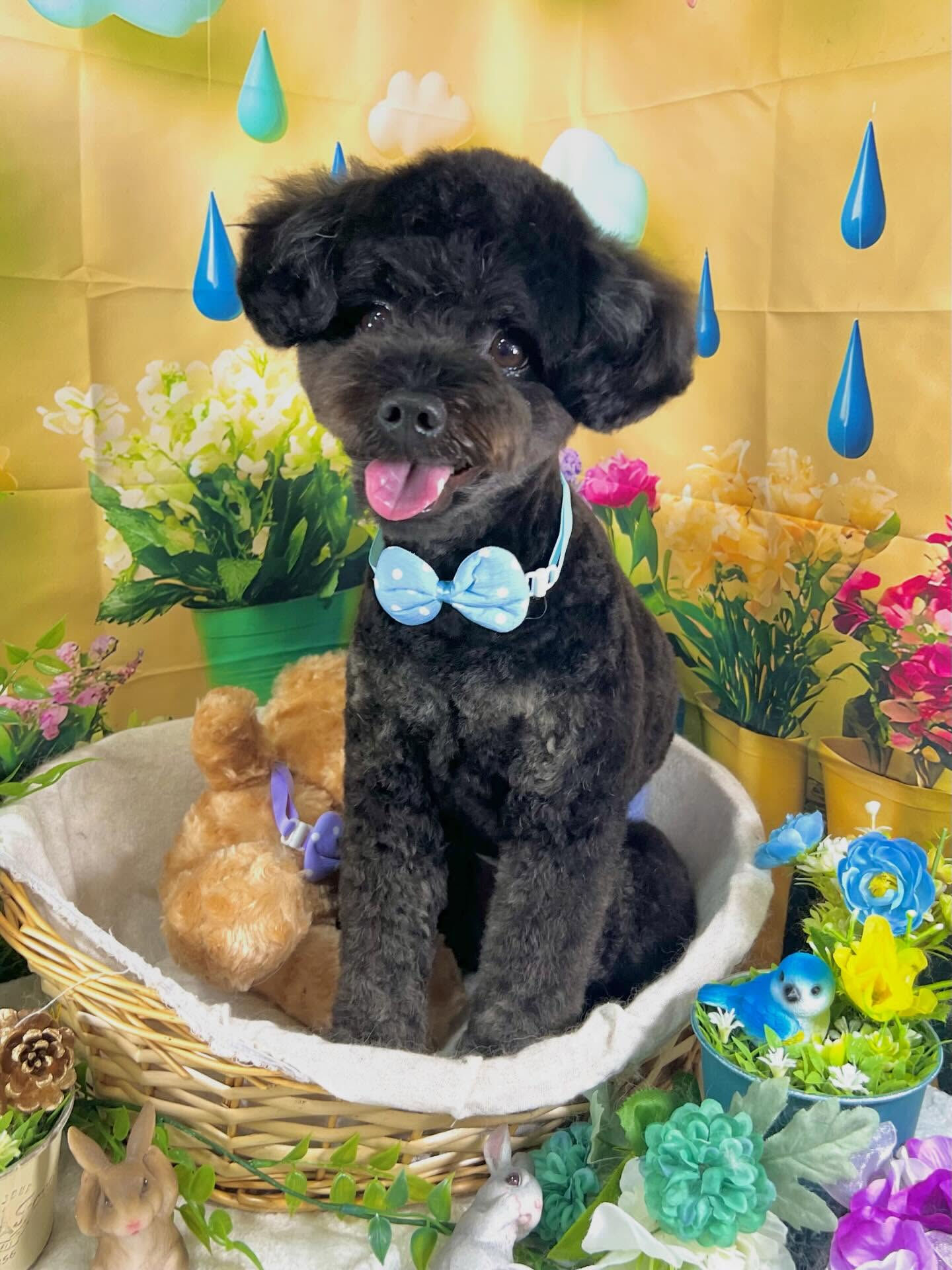 来店いただいた、ポメプーのこじろうくんです🐶✨