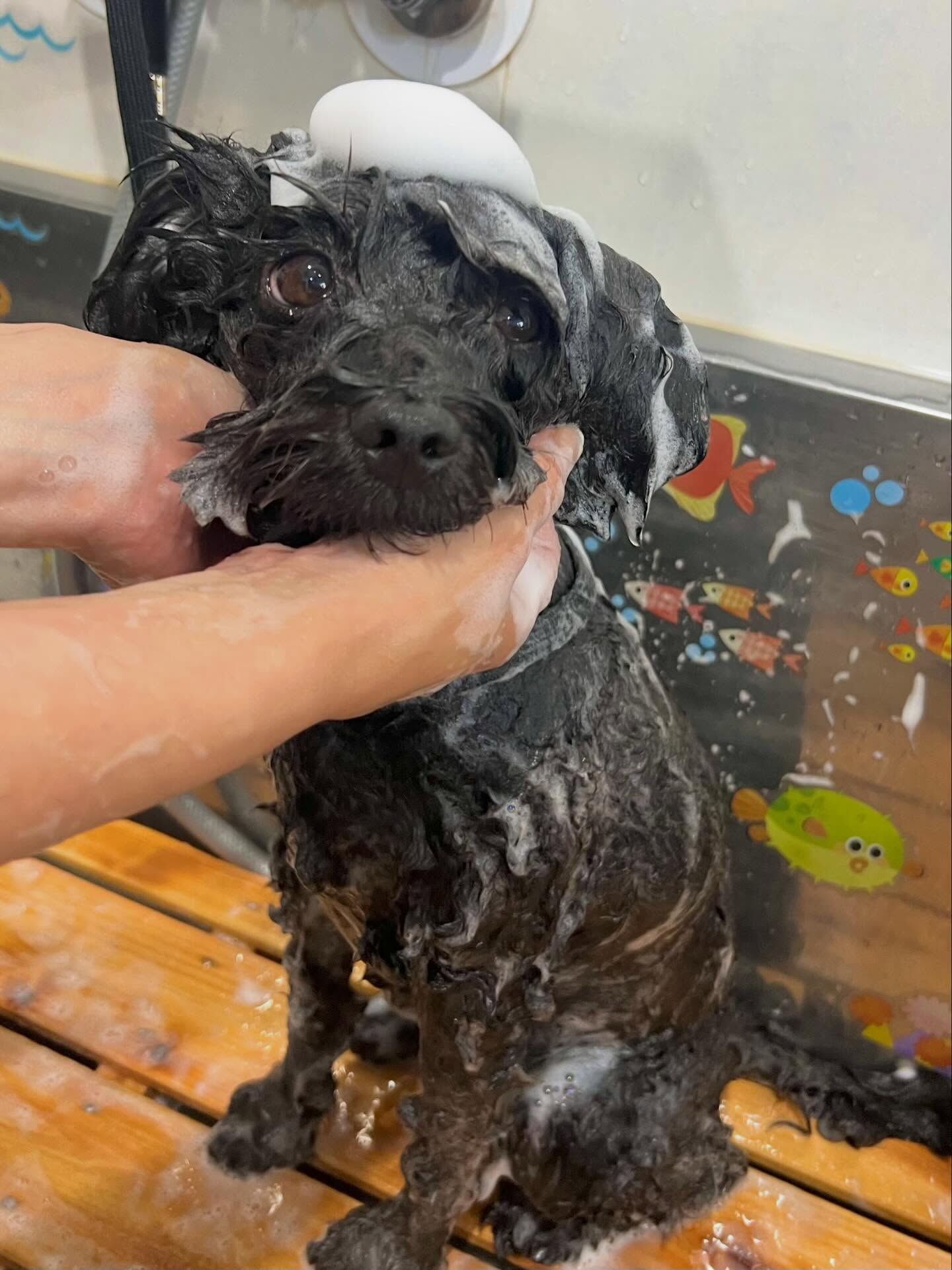 来店いただいた、ポメプーのこじろうくんです🐶✨