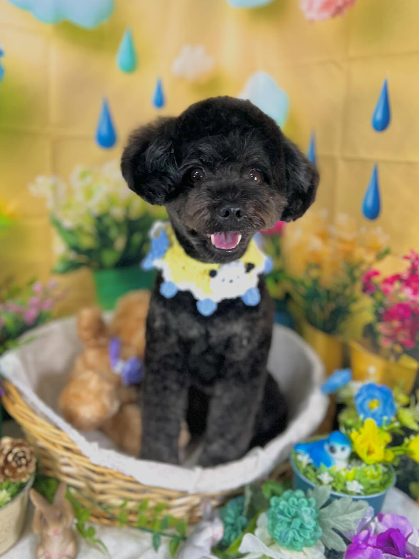 来店いただいた、ポメプーのこじろうくんです🐶✨