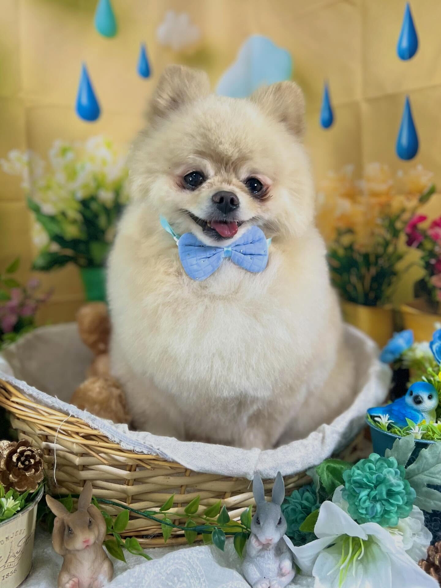 来店いただいた、ポメラニアンのましろくんです🐶✨