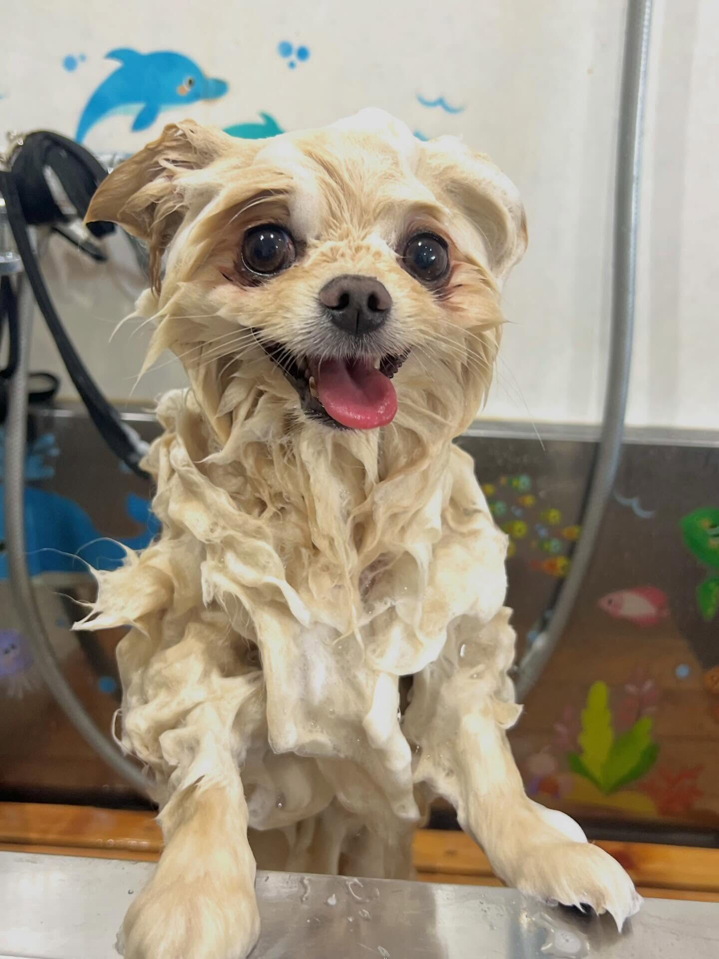 来店いただいた、ポメラニアンのましろくんです🐶✨