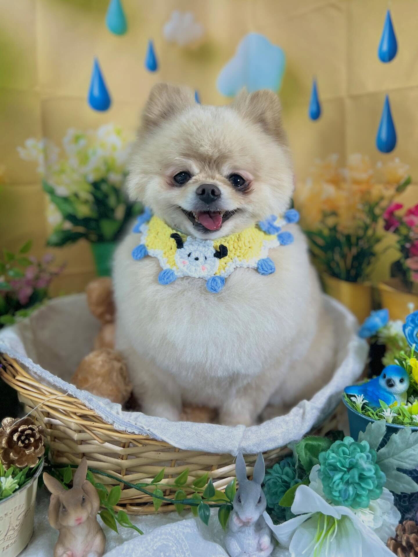 来店いただいた、ポメラニアンのましろくんです🐶✨