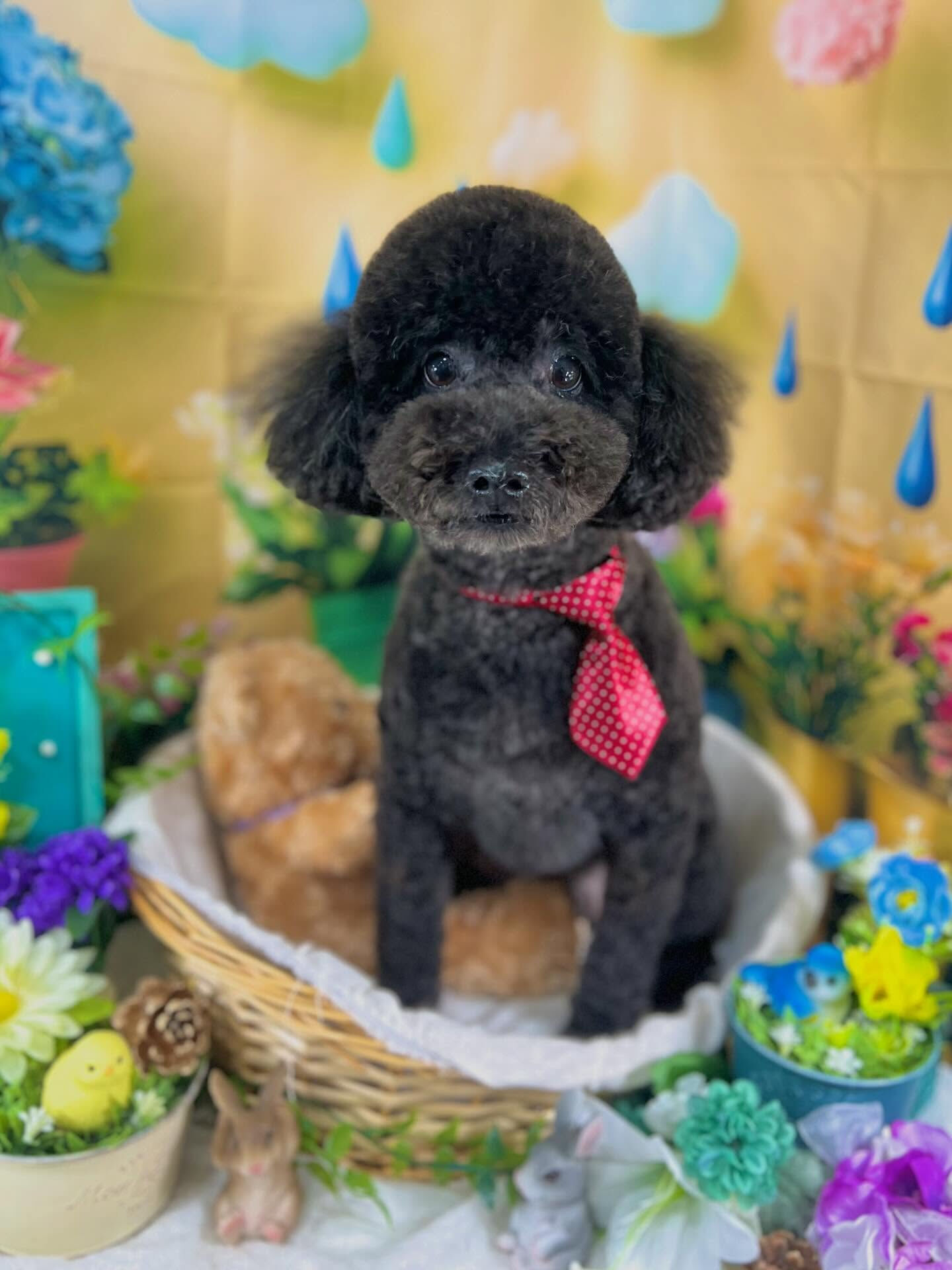 来店いただいた、トイプードルのレオくんです🐶✨