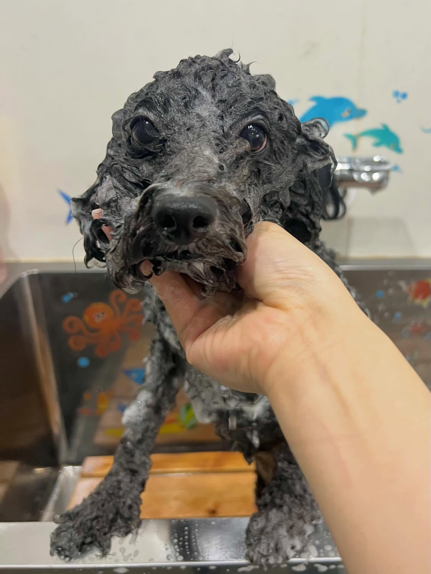 来店いただいた、トイプードルのレオくんです🐶✨