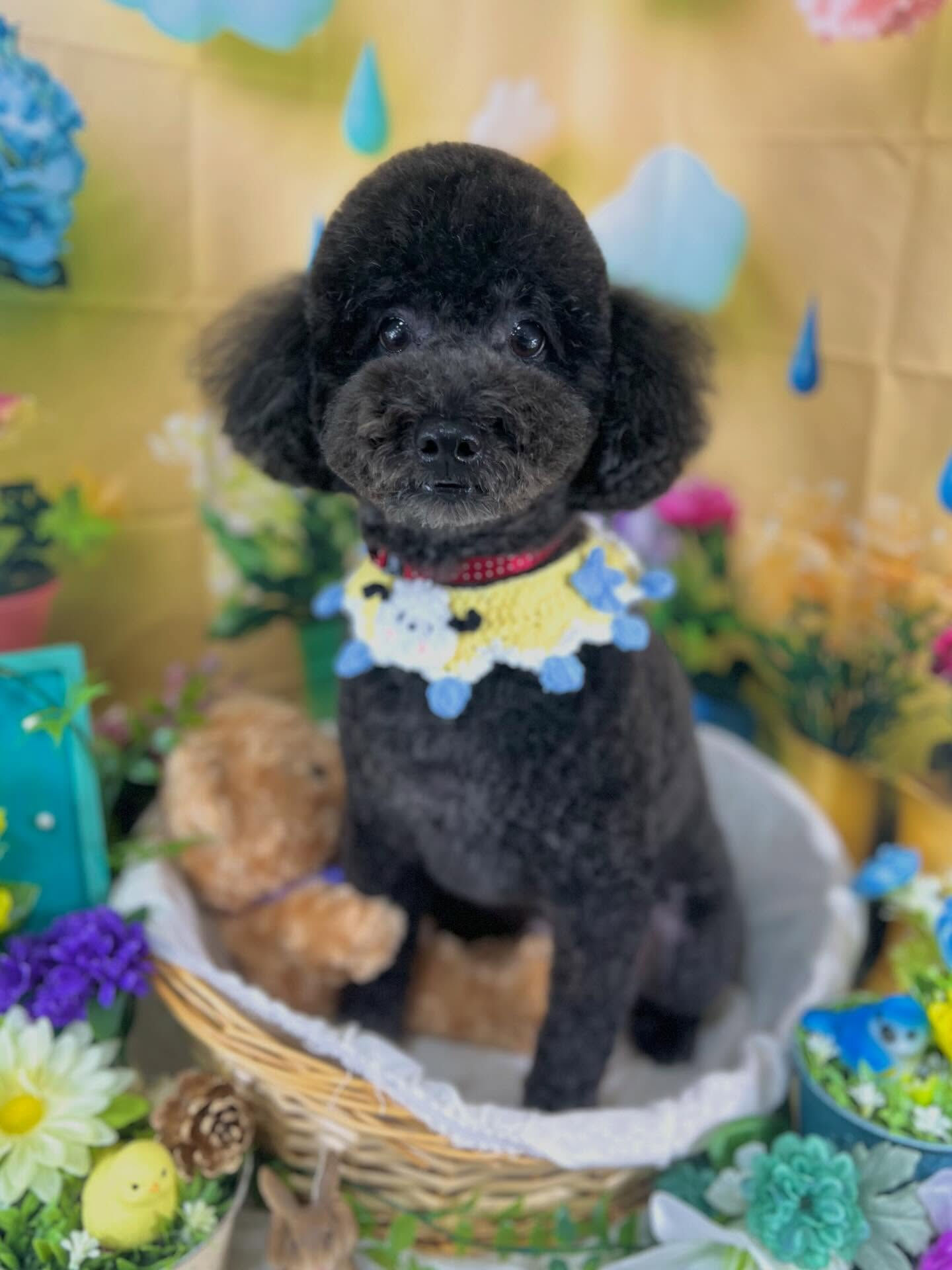 来店いただいた、トイプードルのレオくんです🐶✨