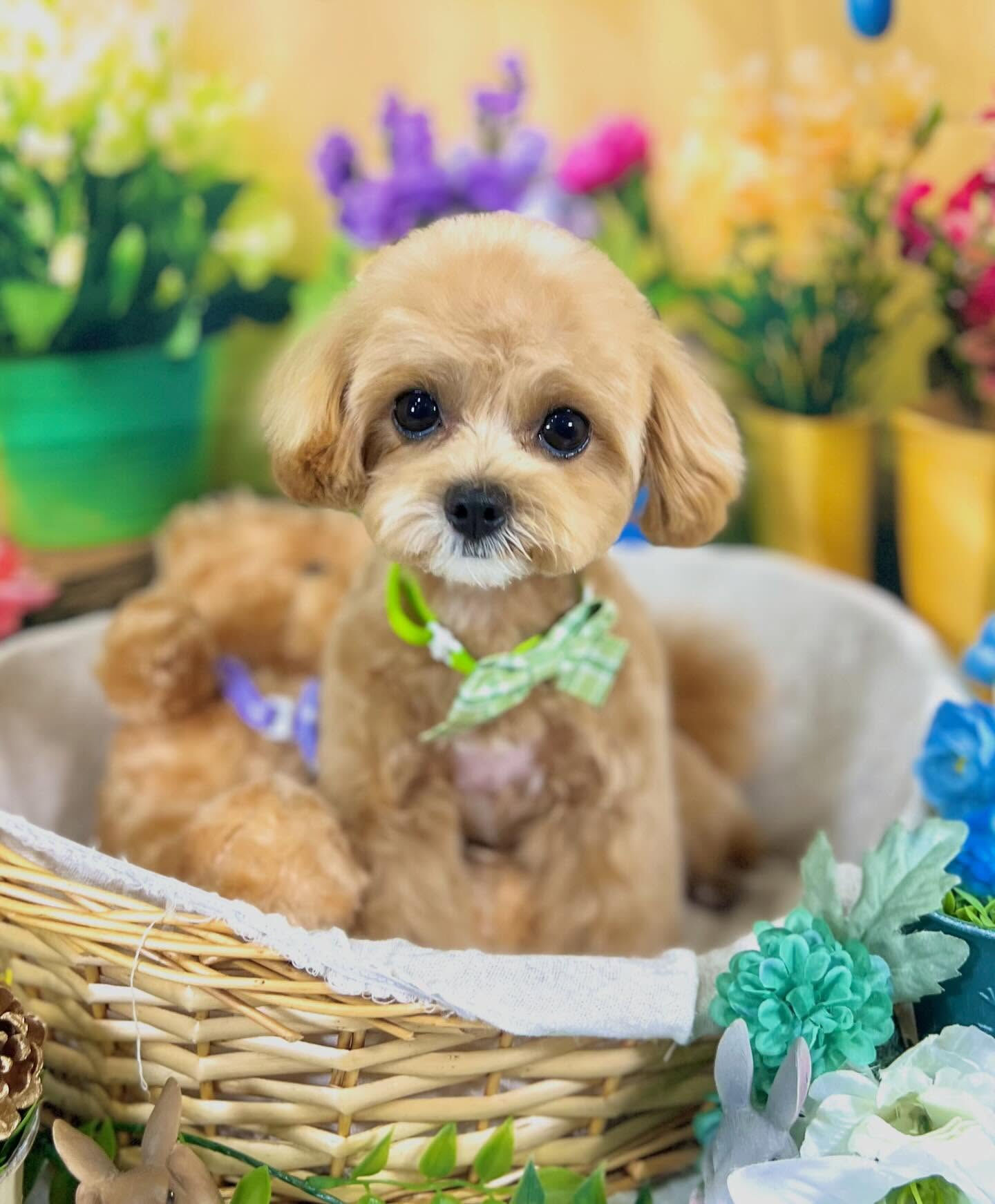 来店いただいたマルプーのまるちゃんです🐶✨