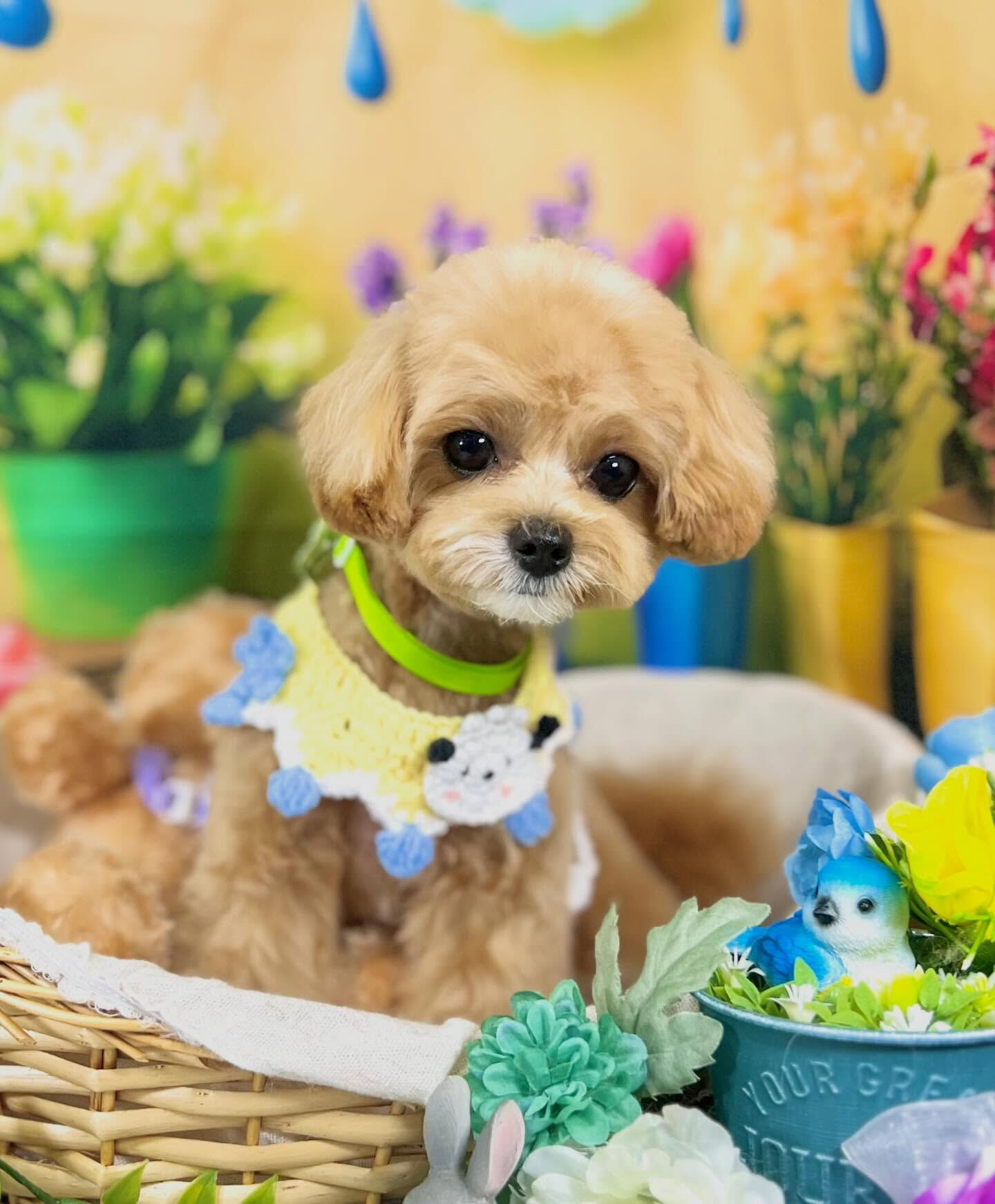 来店いただいたマルプーのまるちゃんです🐶✨