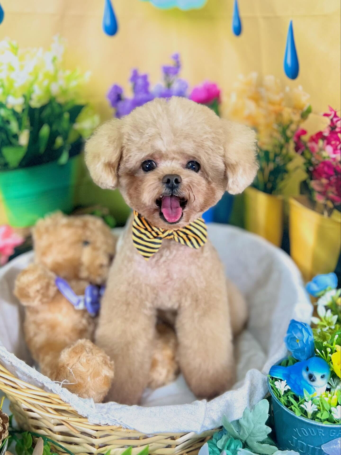 来店いただいた、トイプーのララくんです🐶✨
