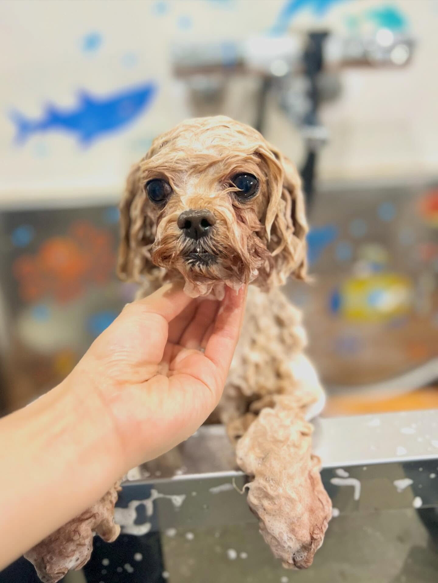 来店いただいた、トイプーのララくんです🐶✨
