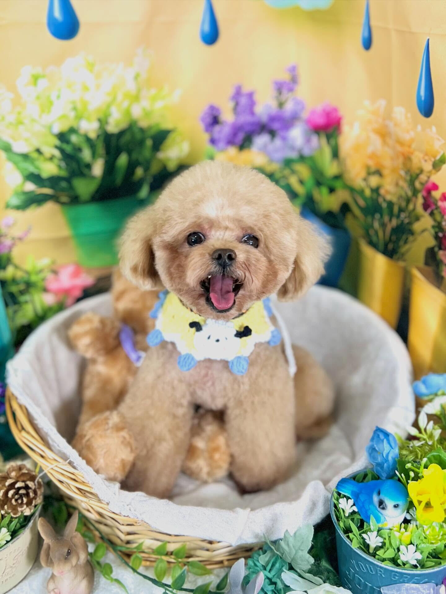 来店いただいた、トイプーのララくんです🐶✨
