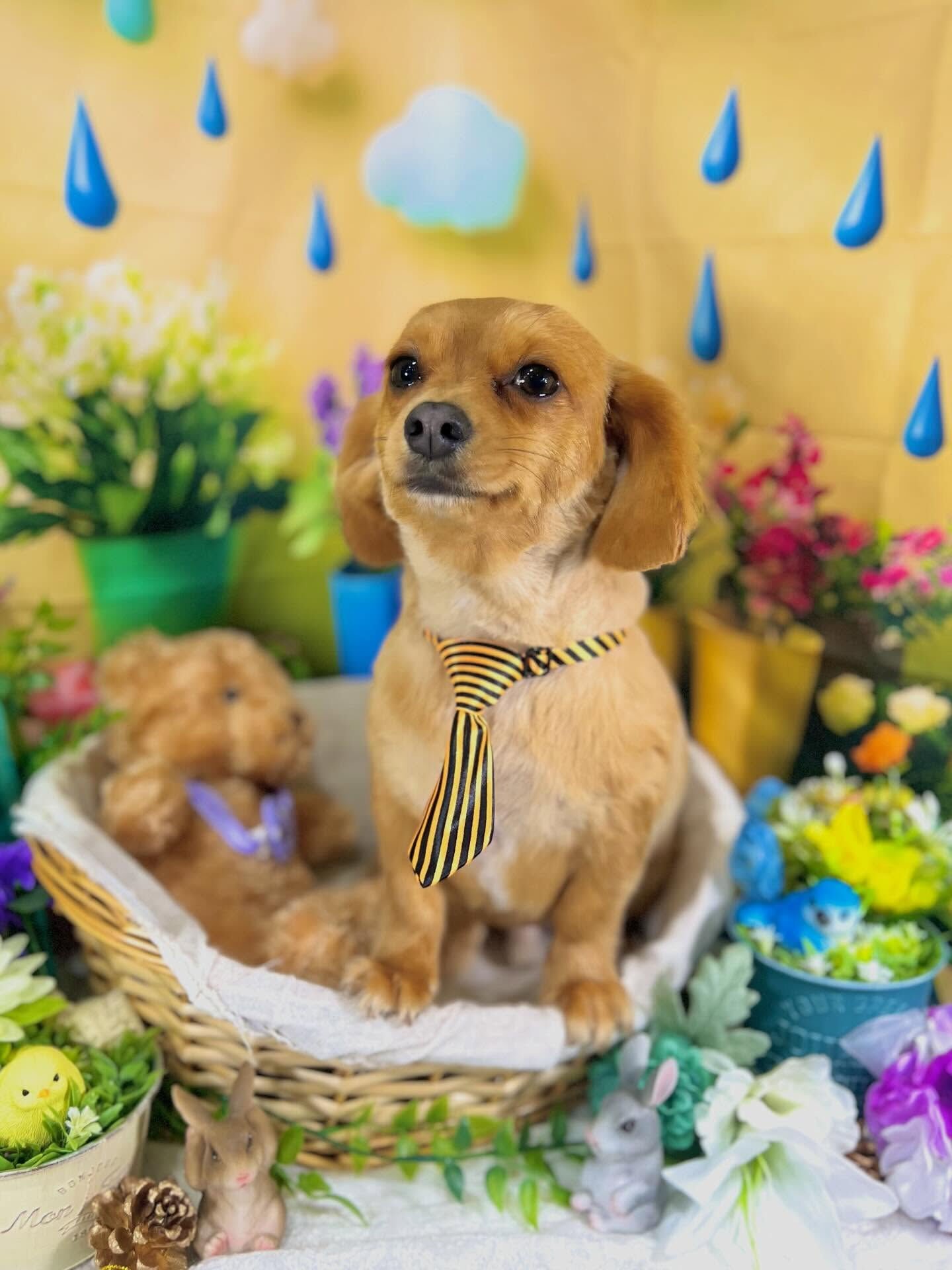 来店いただいた、チワックスのハントくんです🐶✨