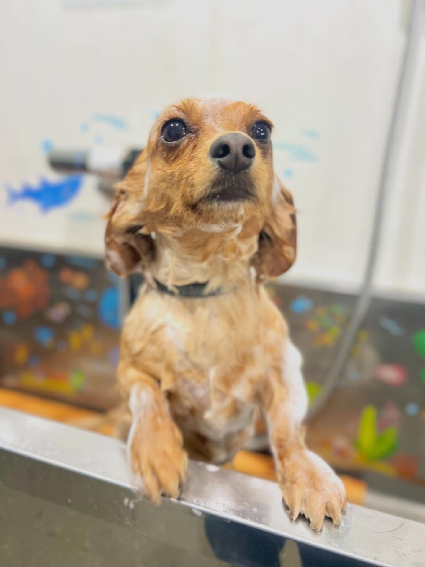 来店いただいた、チワックスのハントくんです🐶✨