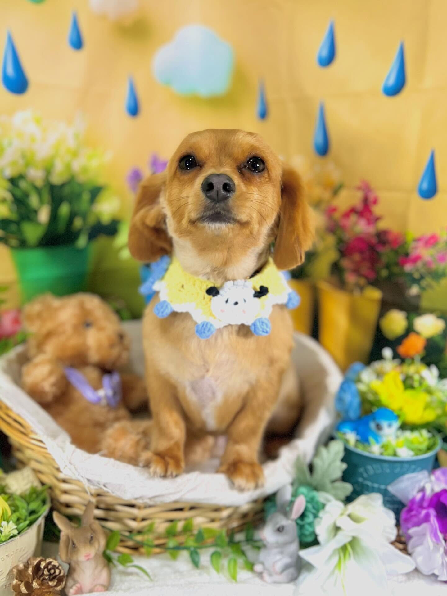 来店いただいた、チワックスのハントくんです🐶✨