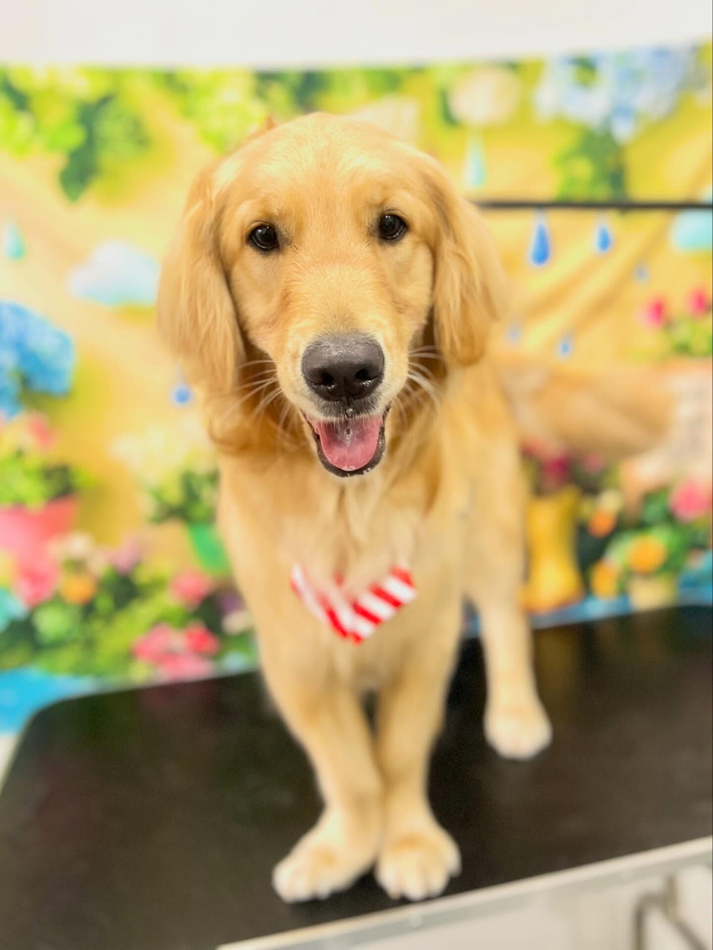来店いただいた、ゴールデンのはなちゃんです🐶✨