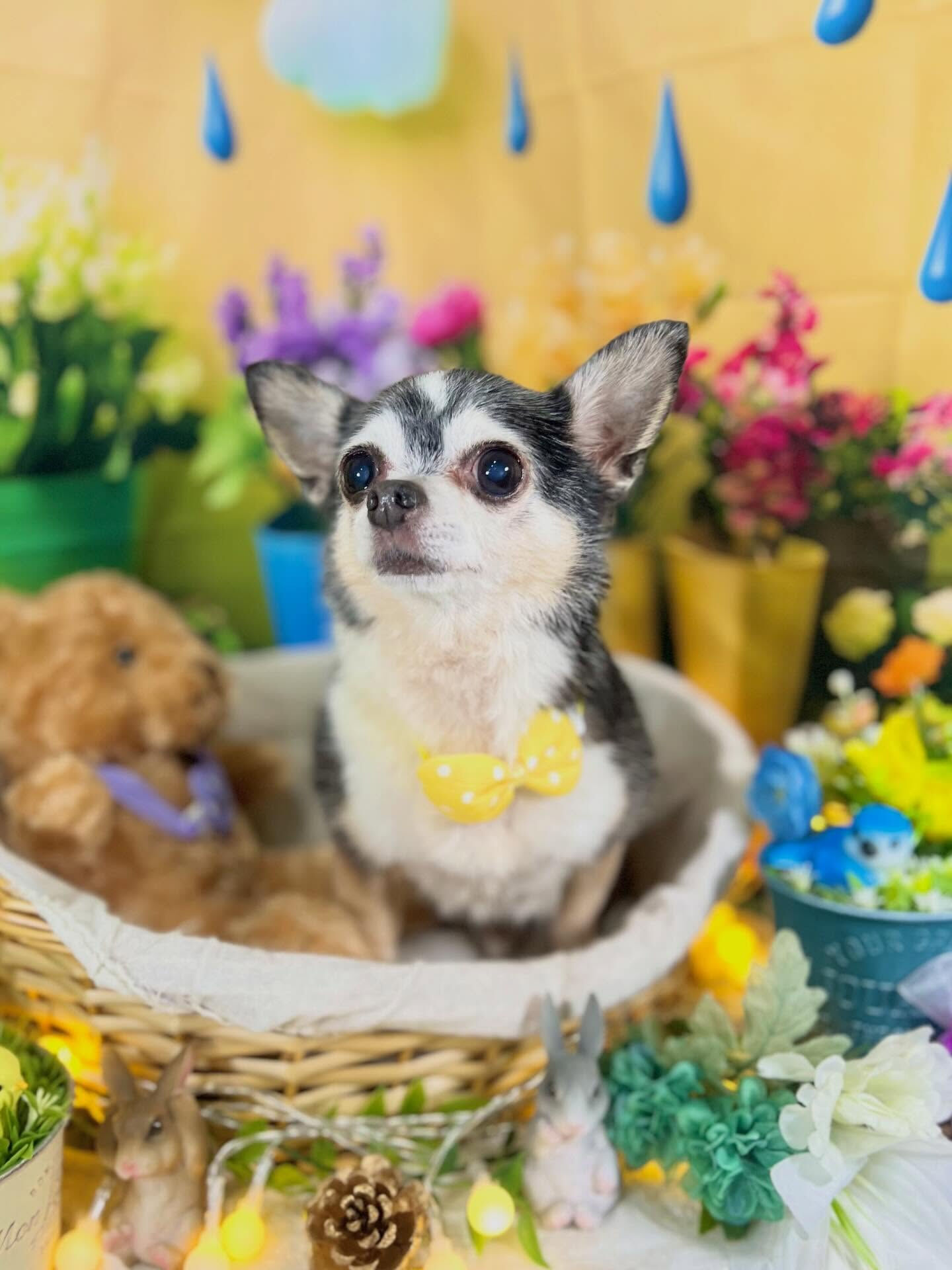 来店いただいた、チワワのアンジュちゃんです🐶✨