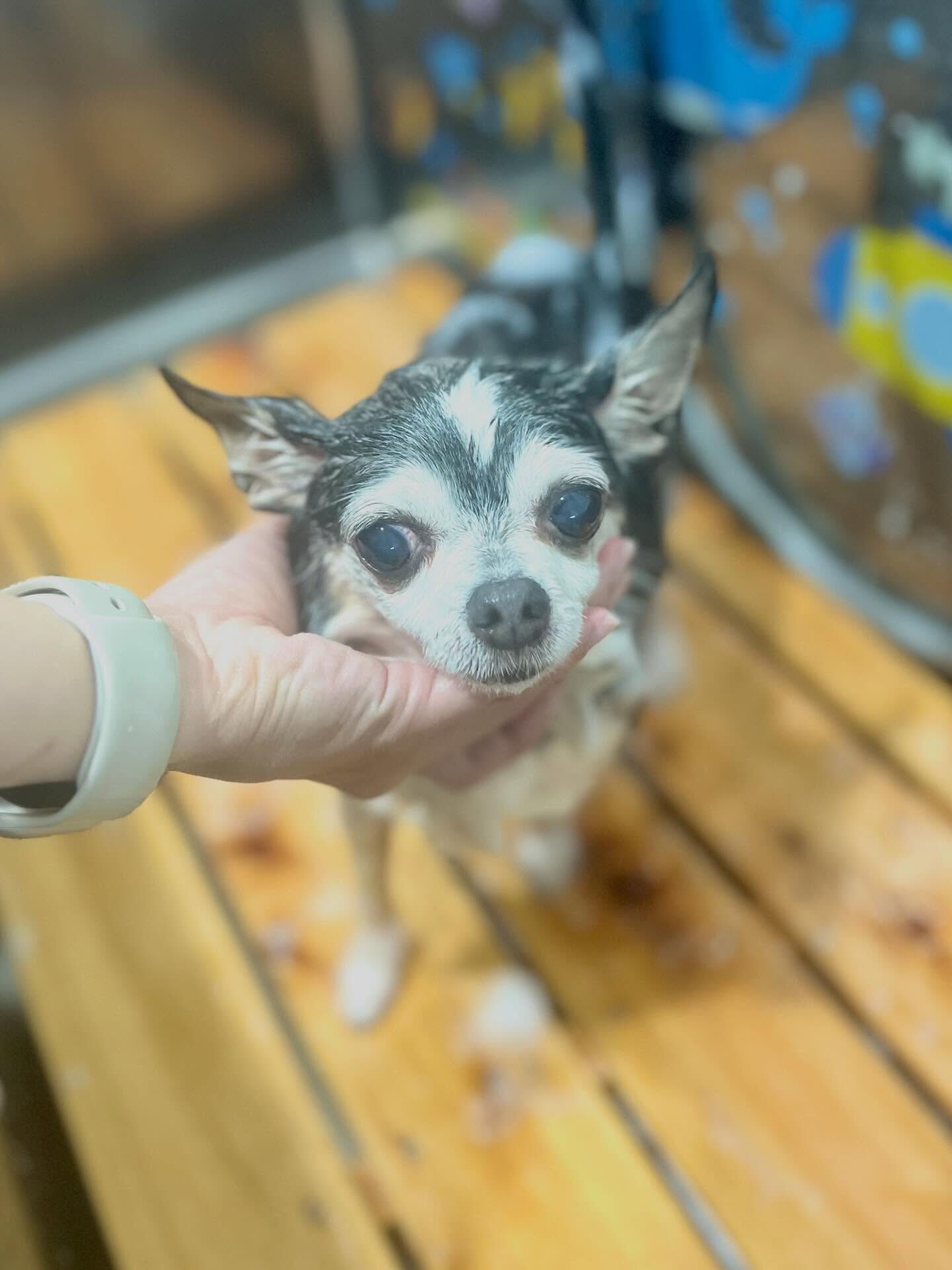 来店いただいた、チワワのアンジュちゃんです🐶✨