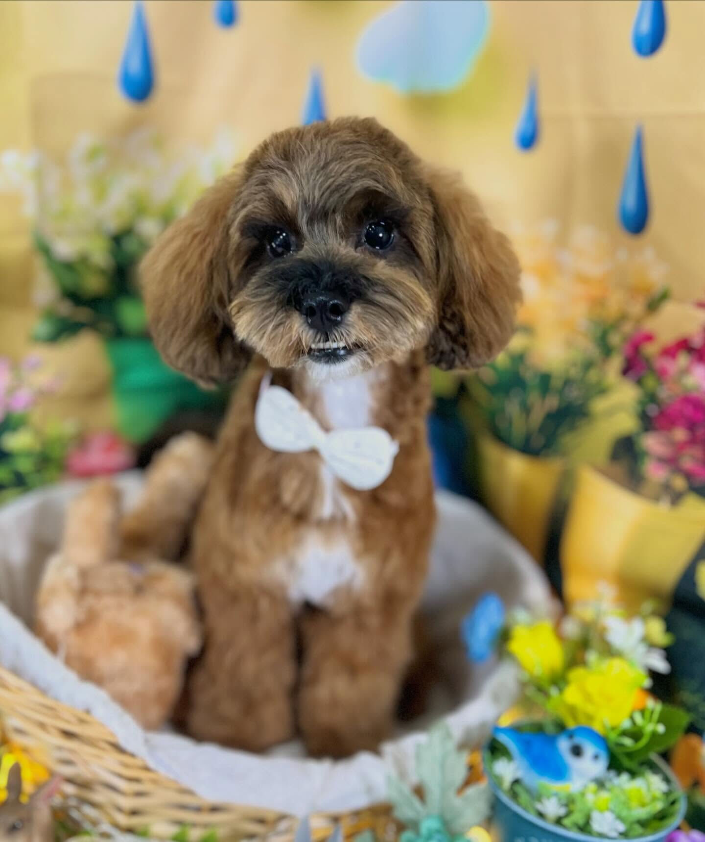 来店いただいた、シーズプーのはなちゃんです🐶✨