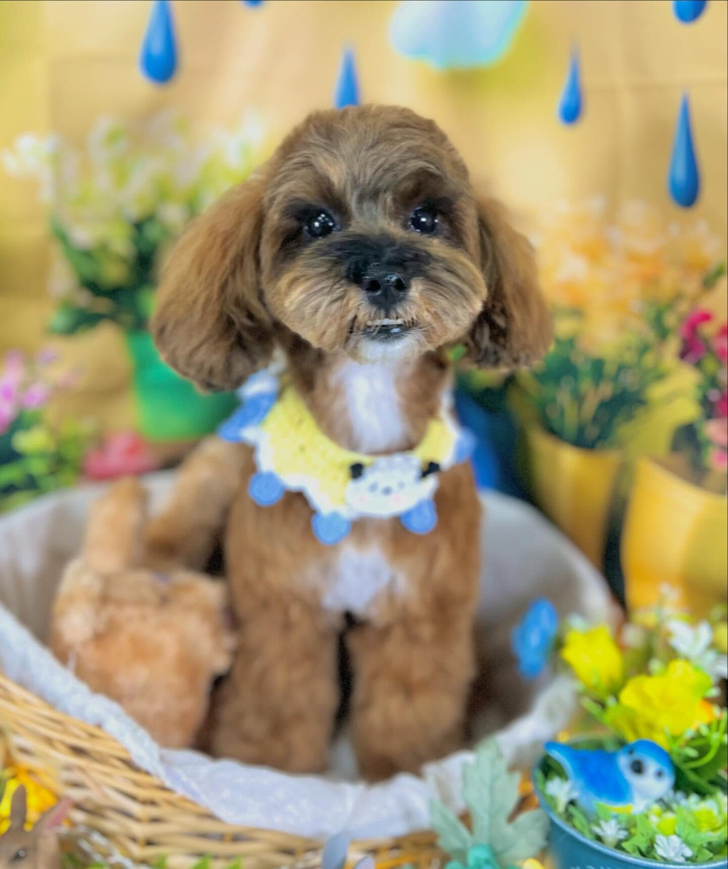 来店いただいた、シーズプーのはなちゃんです🐶✨