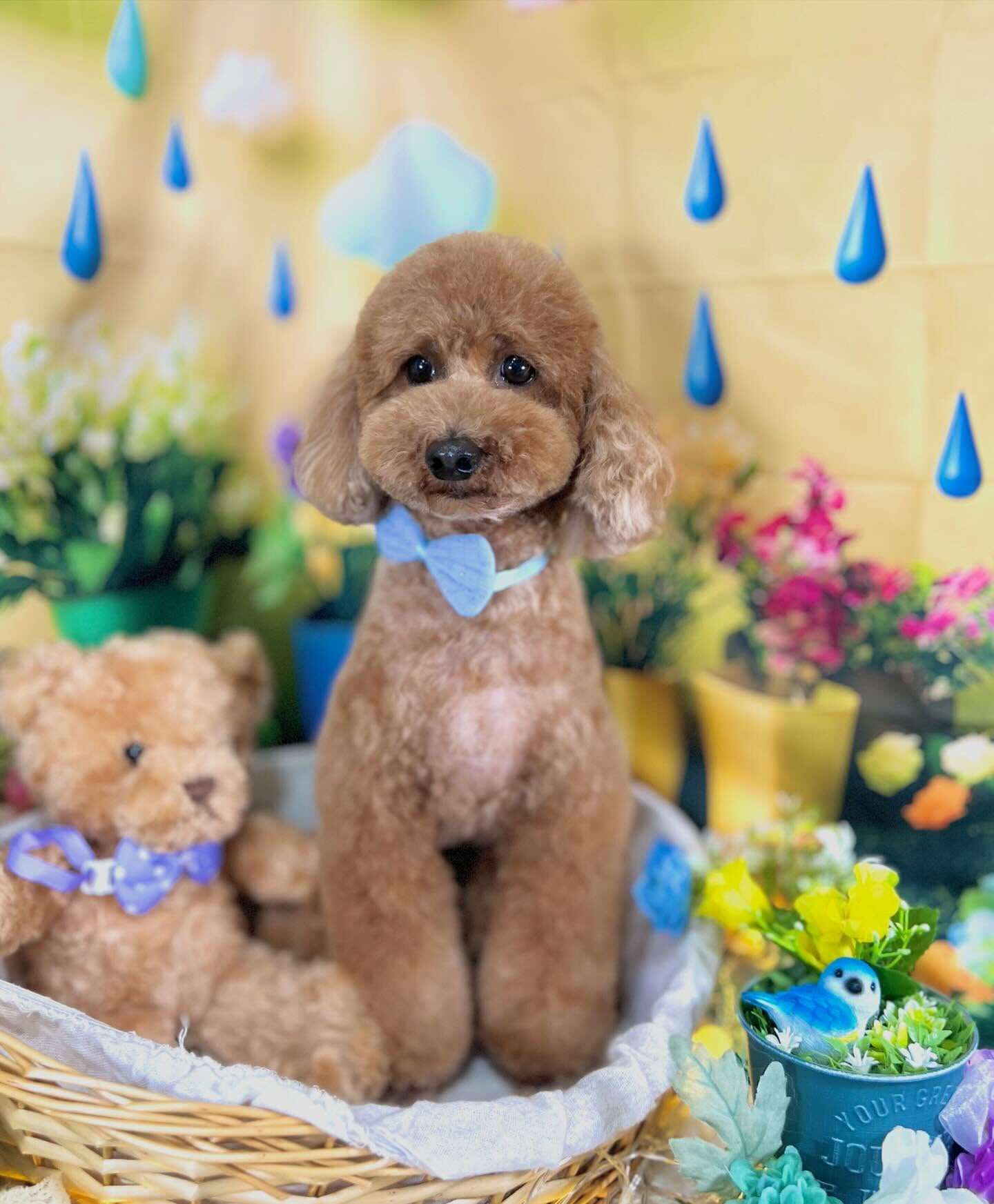 来店いただいた、トイプーのモコくんです🐶✨