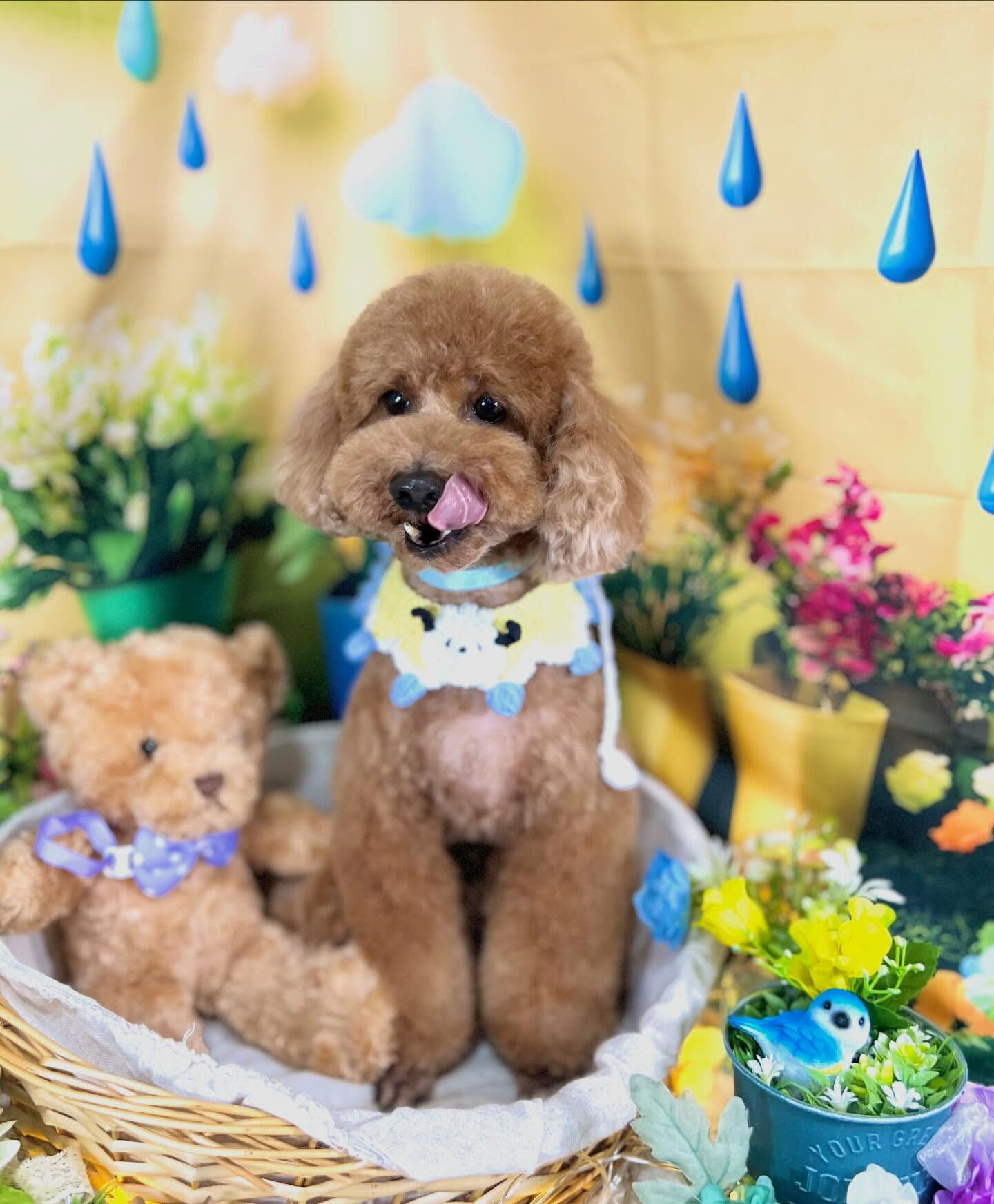 来店いただいた、トイプーのモコくんです🐶✨