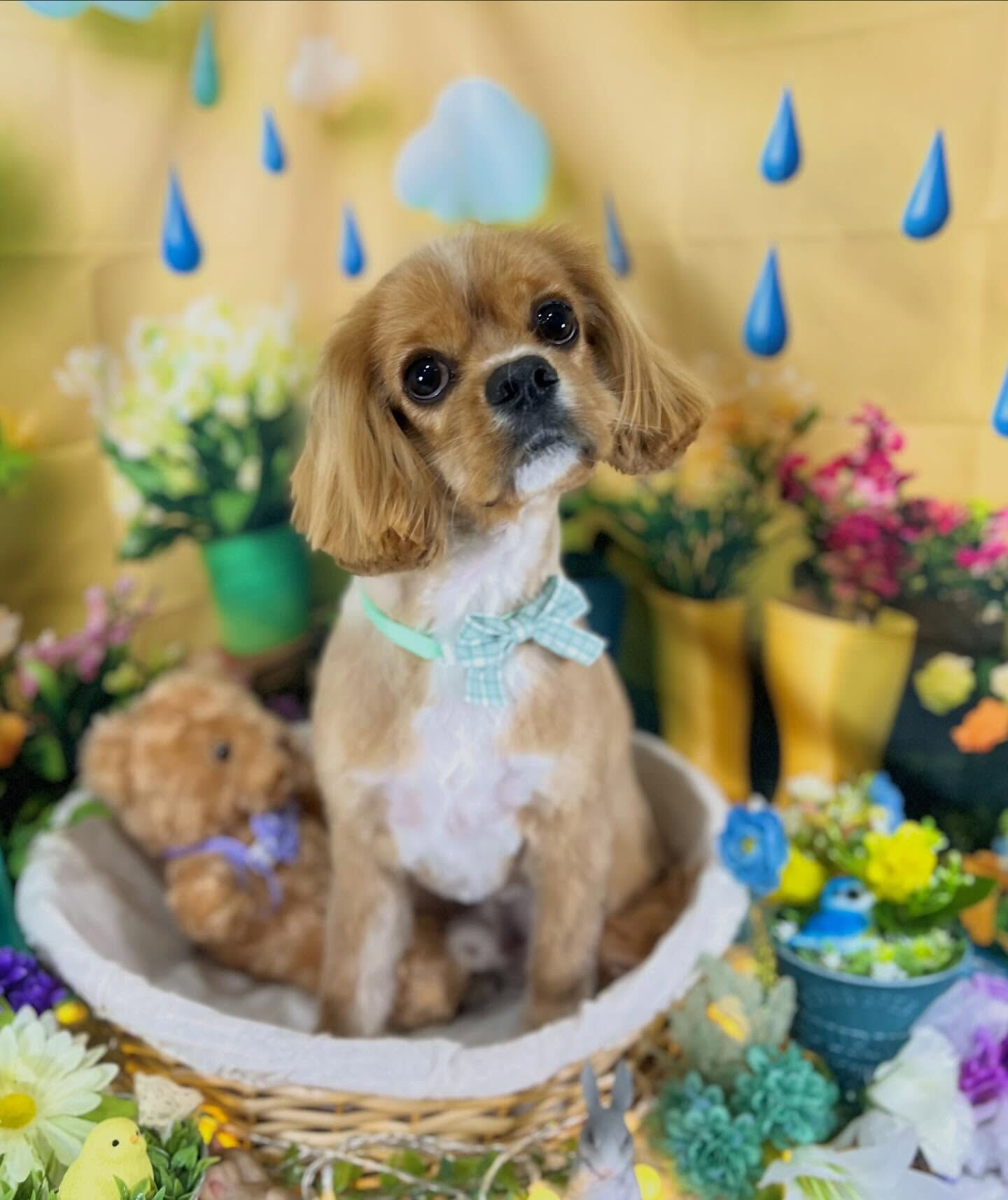 来店いただいた、コッカーキャバのゆにくんです🐶✨