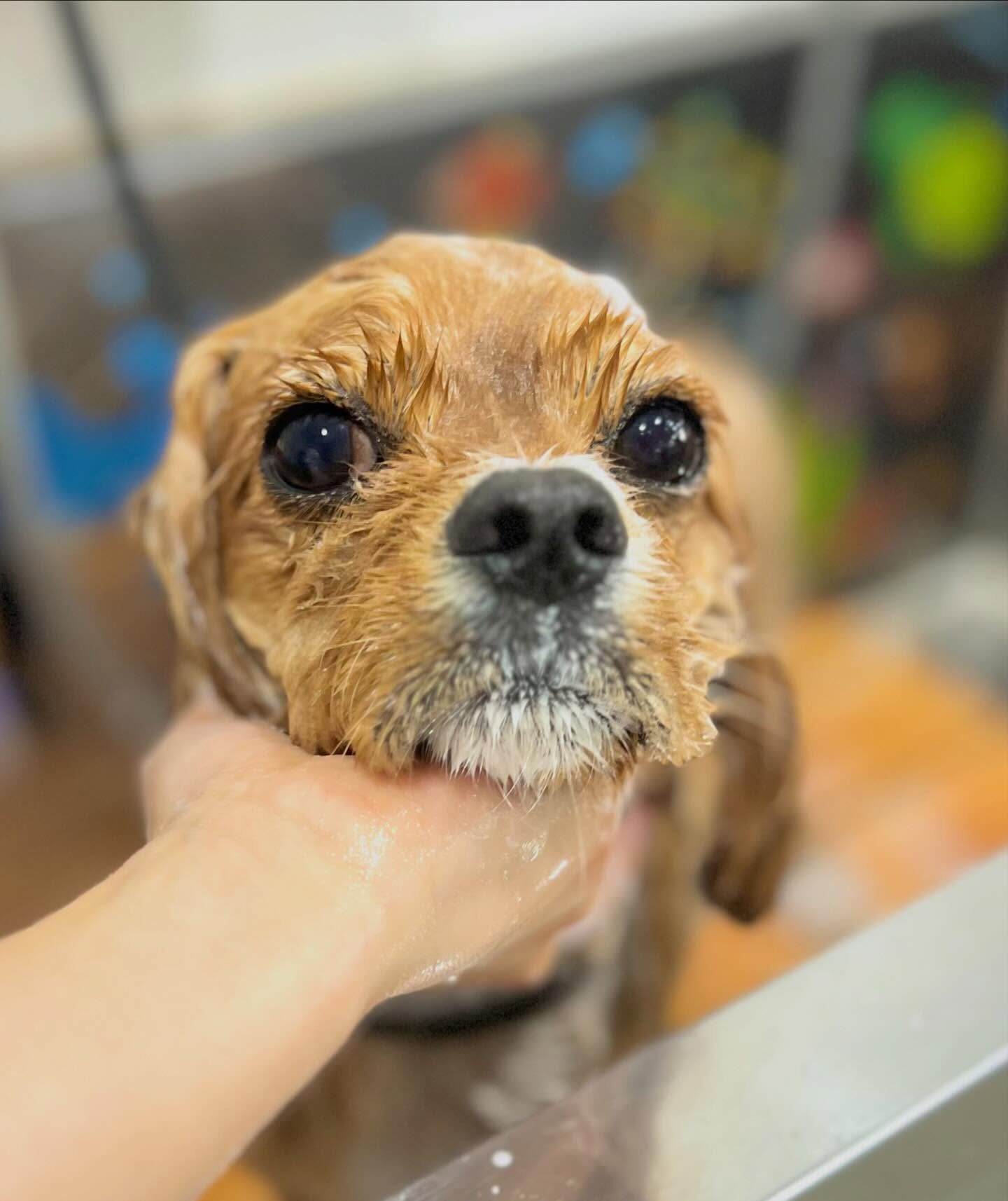 来店いただいた、コッカーキャバのゆにくんです🐶✨