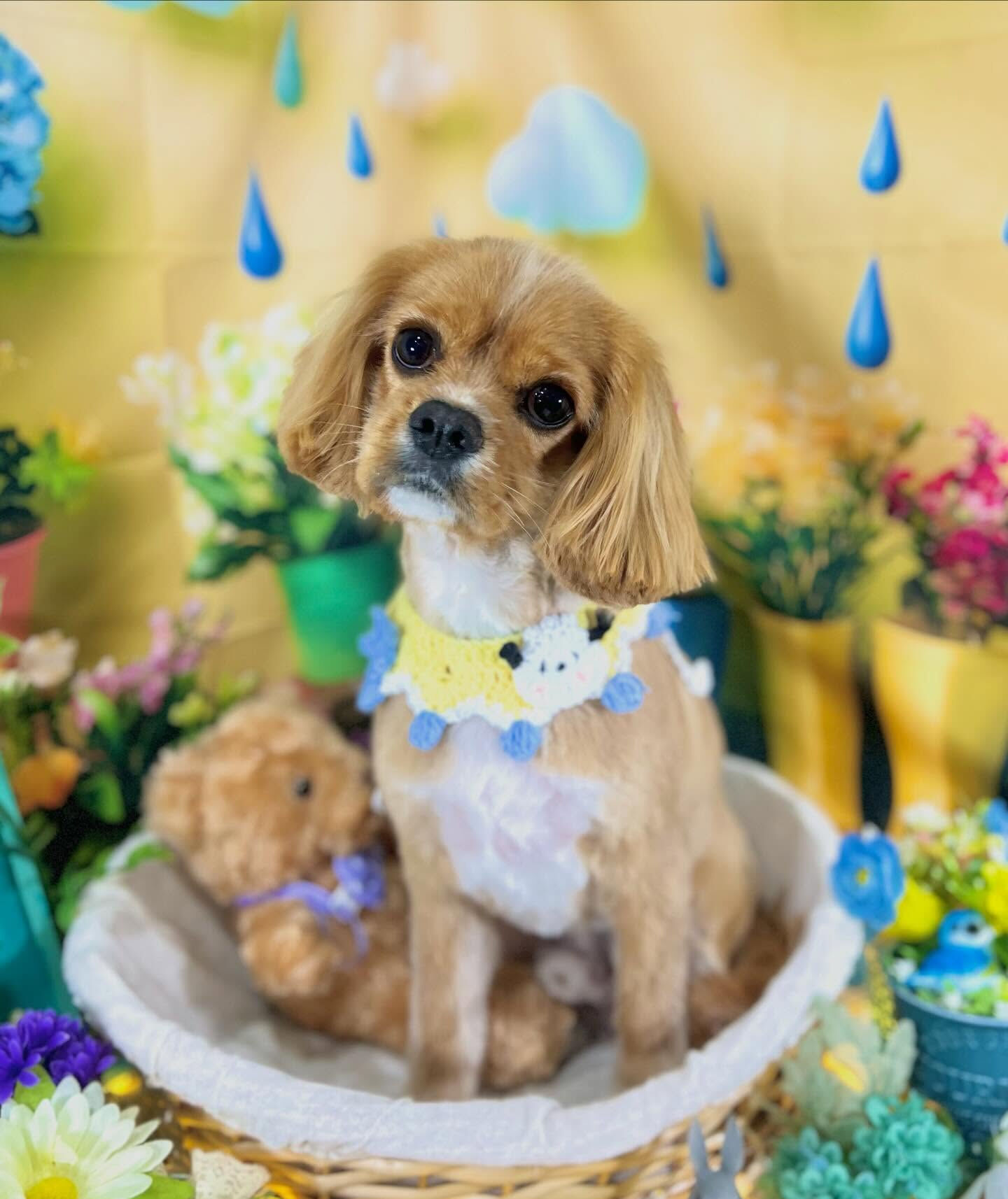 来店いただいた、コッカーキャバのゆにくんです🐶✨