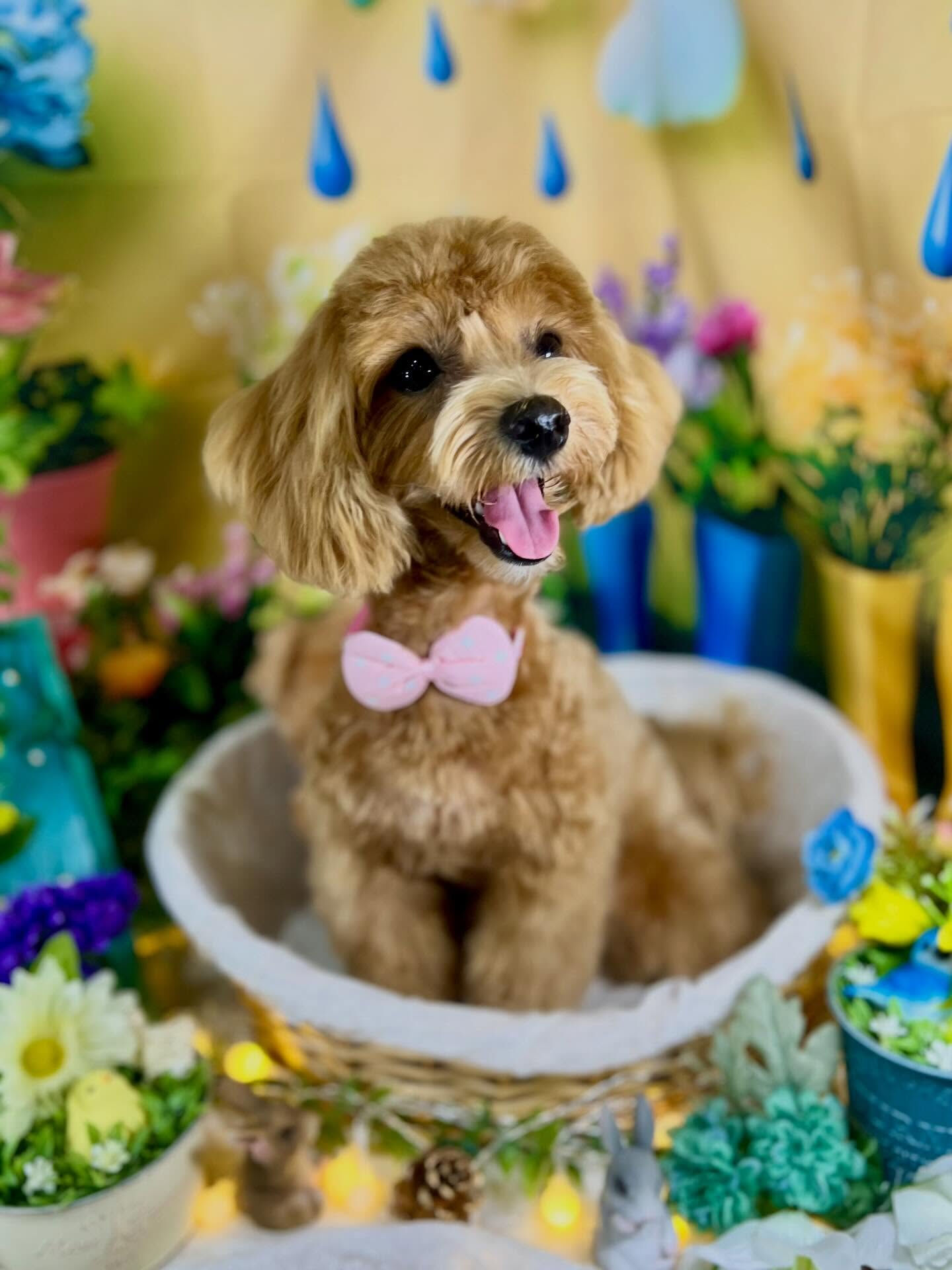 来店いただいた、マルプーのあくあちゃんです🐶✨