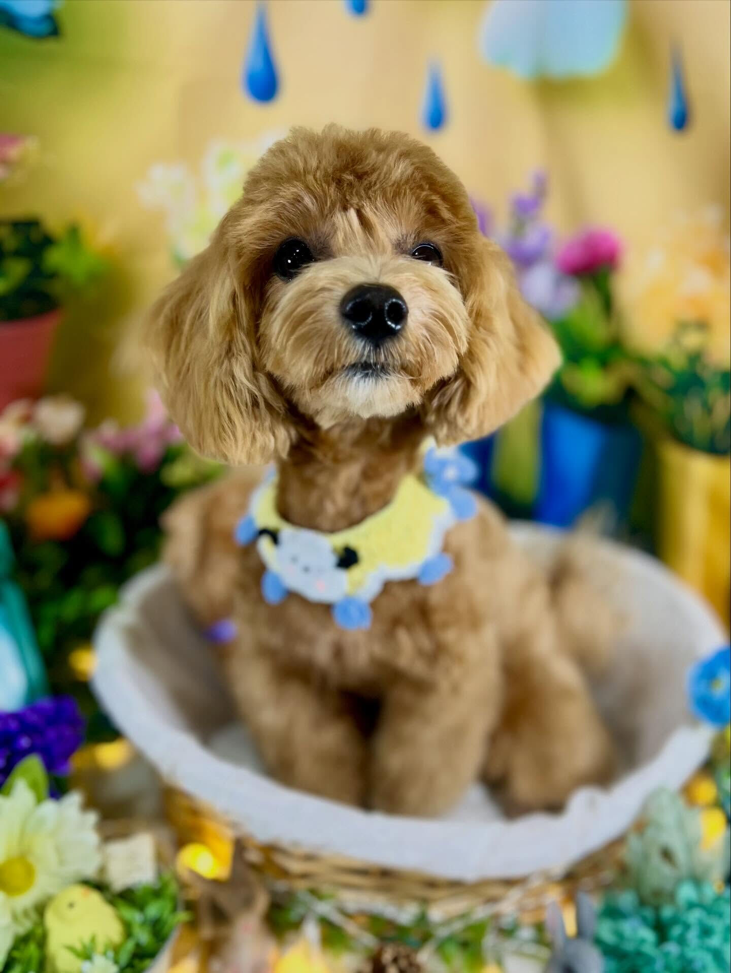 来店いただいた、マルプーのあくあちゃんです🐶✨