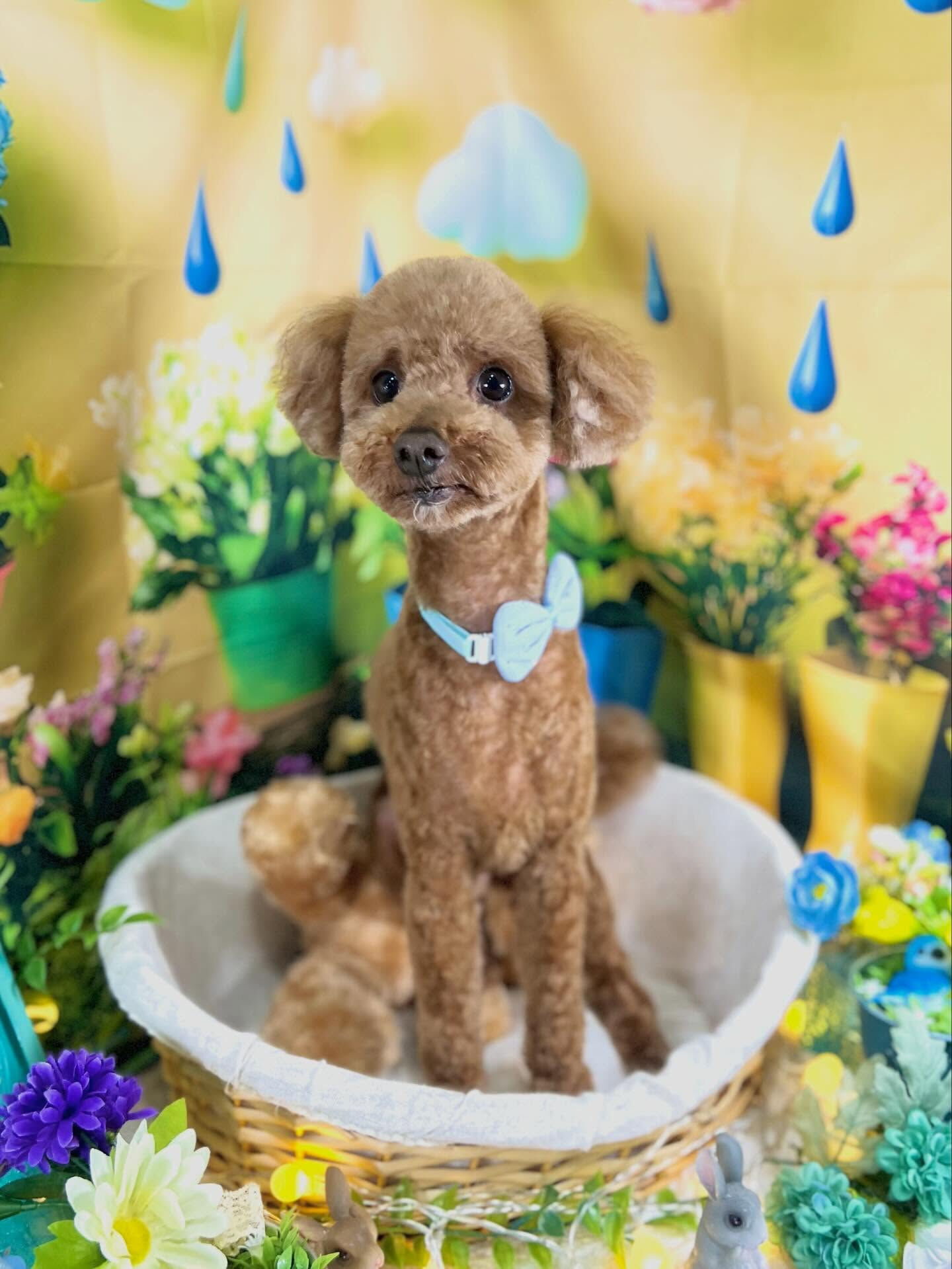 来店いただいた、トイプーのちょこくんです🐶✨