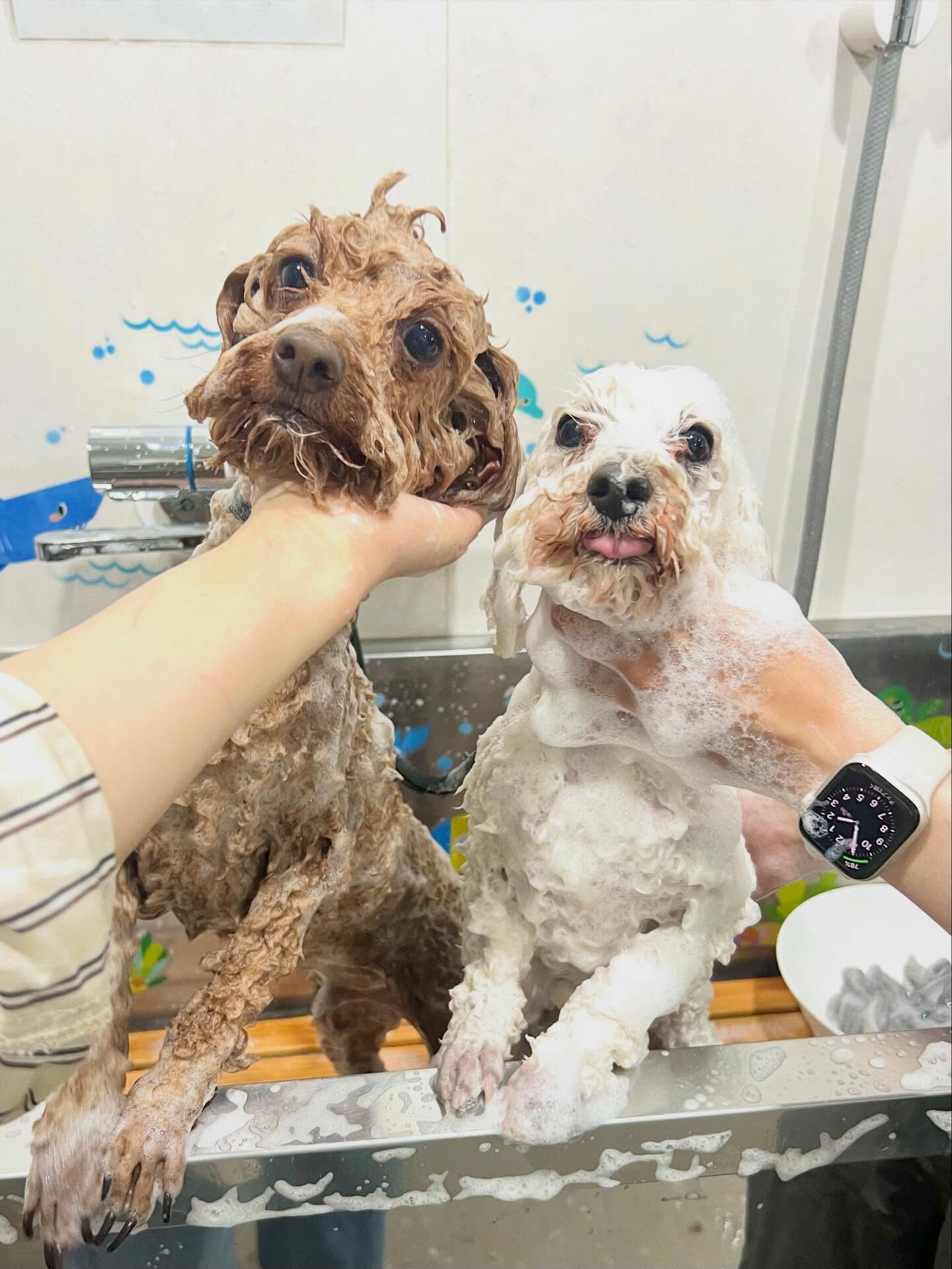 来店いただいた、トイプーのちょこくんです🐶✨