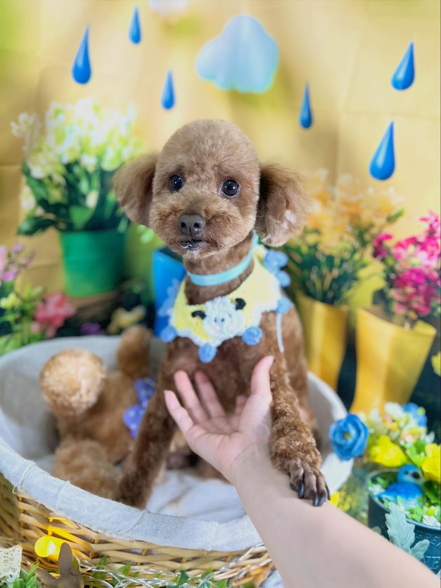 来店いただいた、トイプーのちょこくんです🐶✨