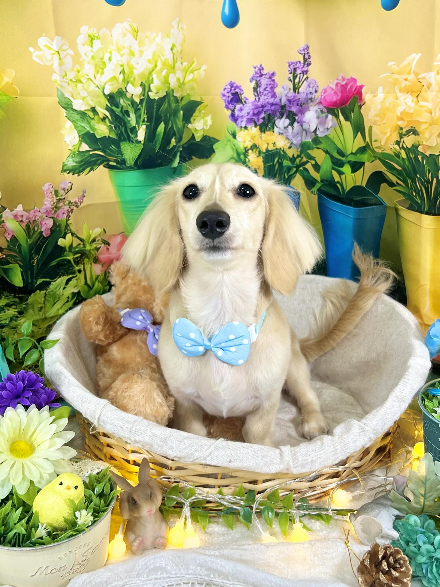来店いただいた、ダックスのミルちゃんです🐶✨