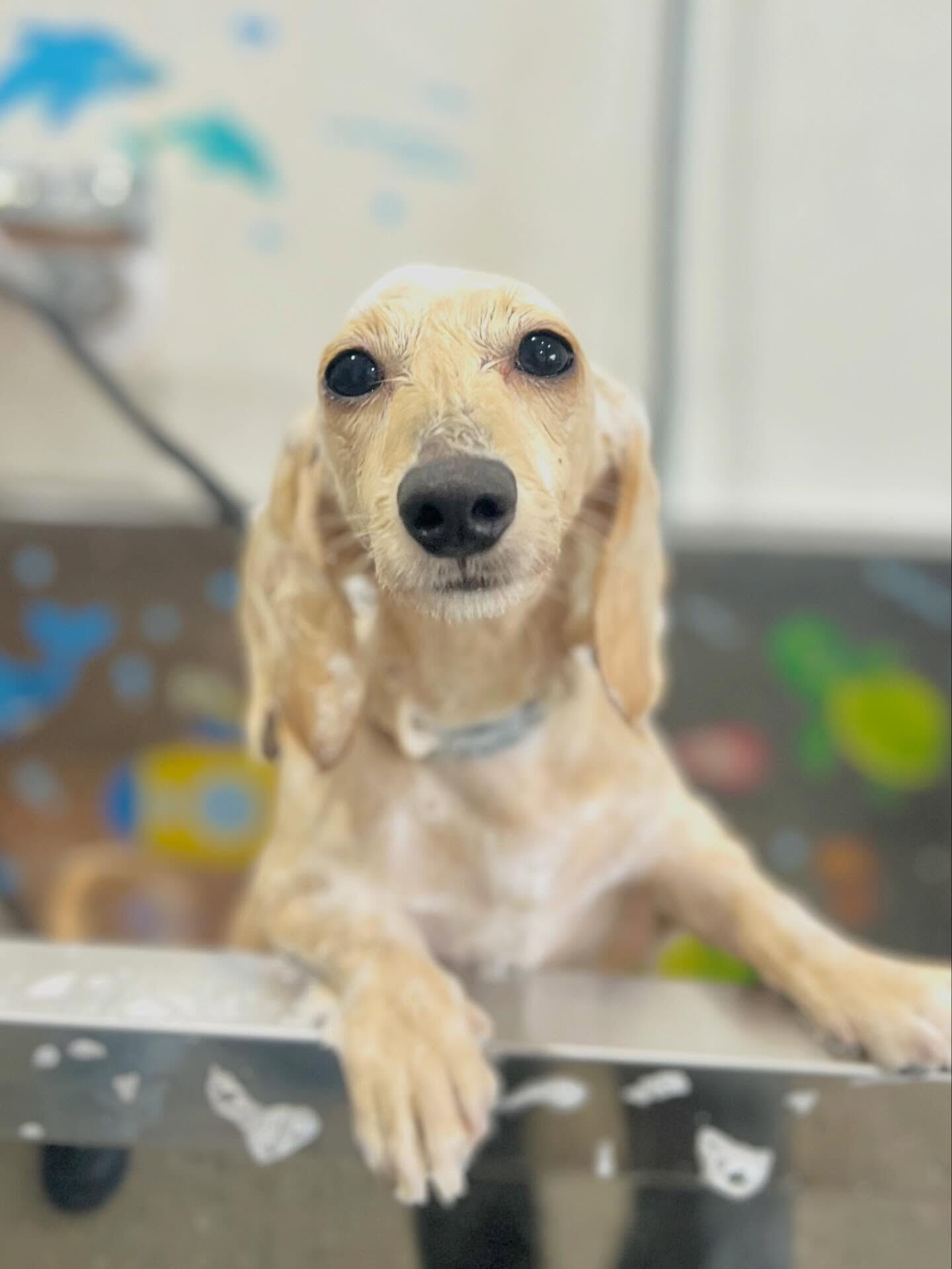 来店いただいた、ダックスのミルちゃんです🐶✨