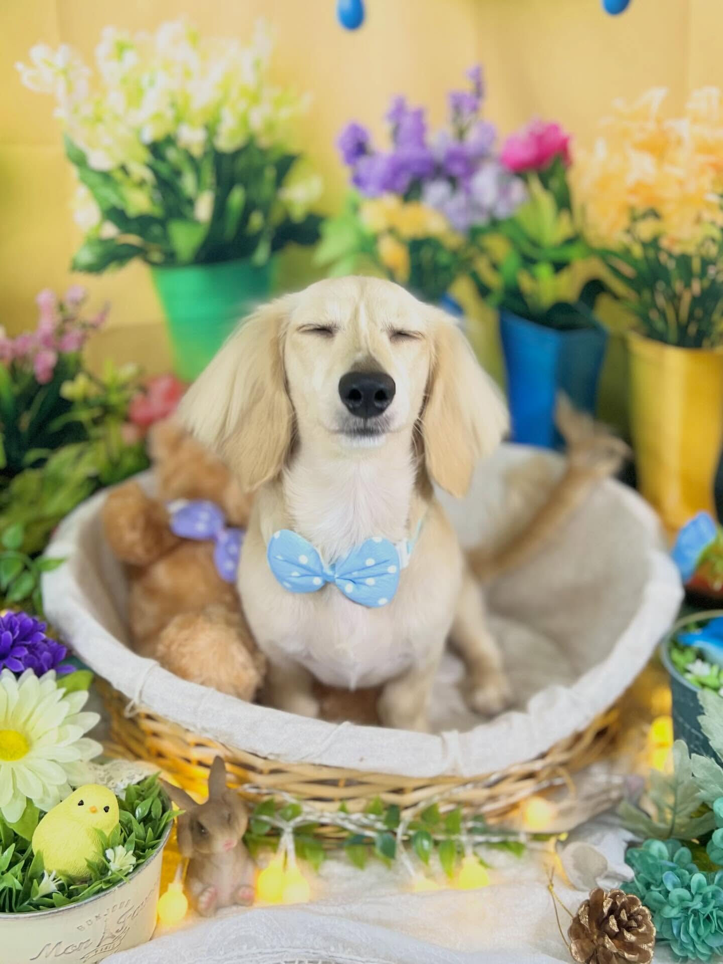 来店いただいた、ダックスのミルちゃんです🐶✨