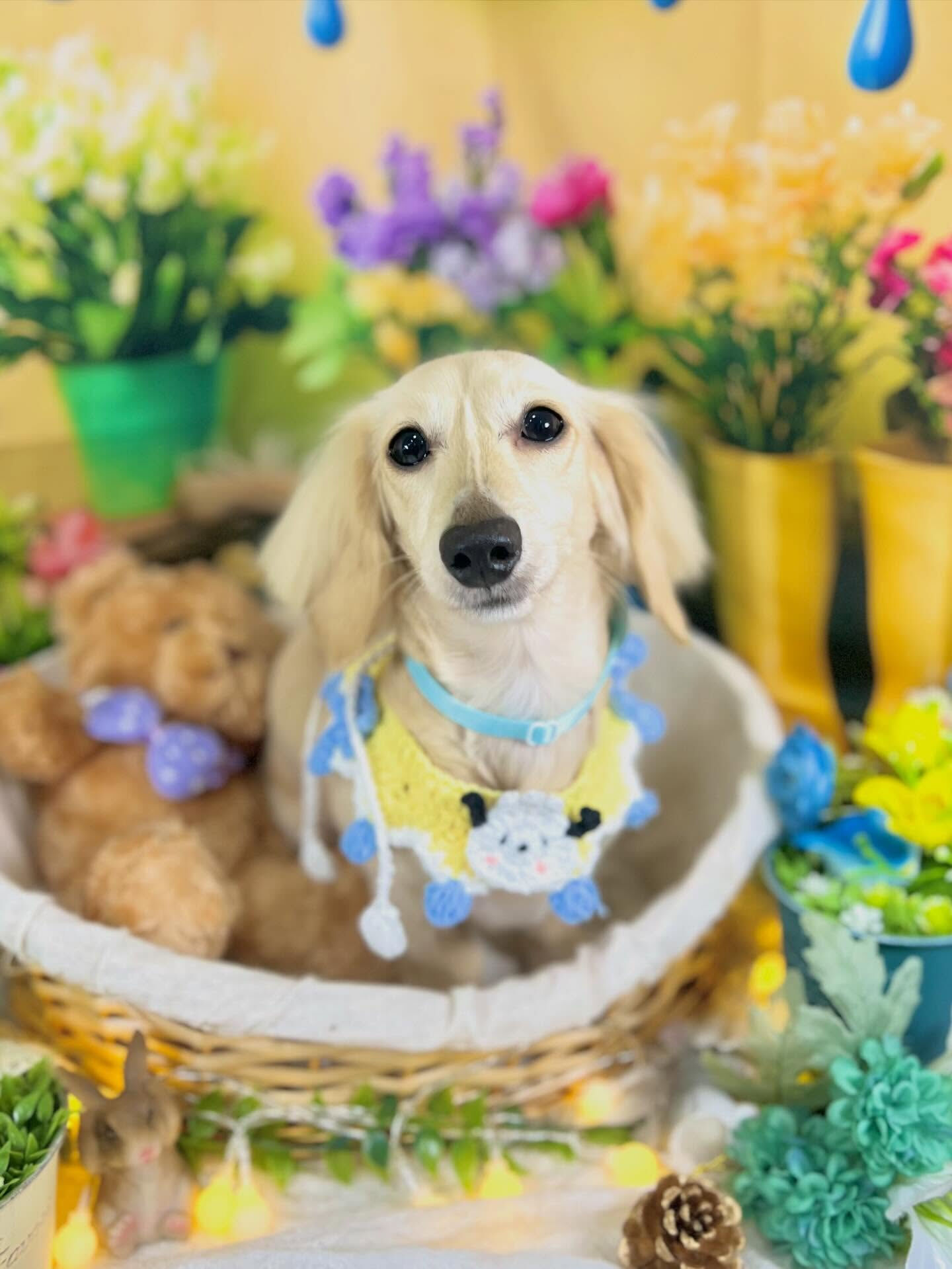 来店いただいた、ダックスのミルちゃんです🐶✨