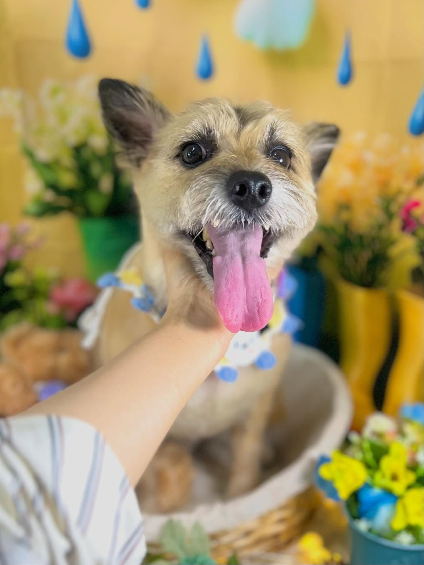 来店いただいた、ケアンテリアンのきなこくんです🐶✨