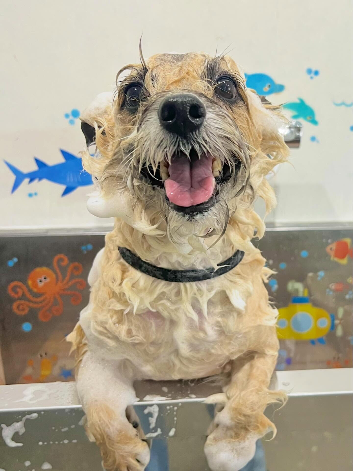 来店いただいた、ケアンテリアンのきなこくんです🐶✨
