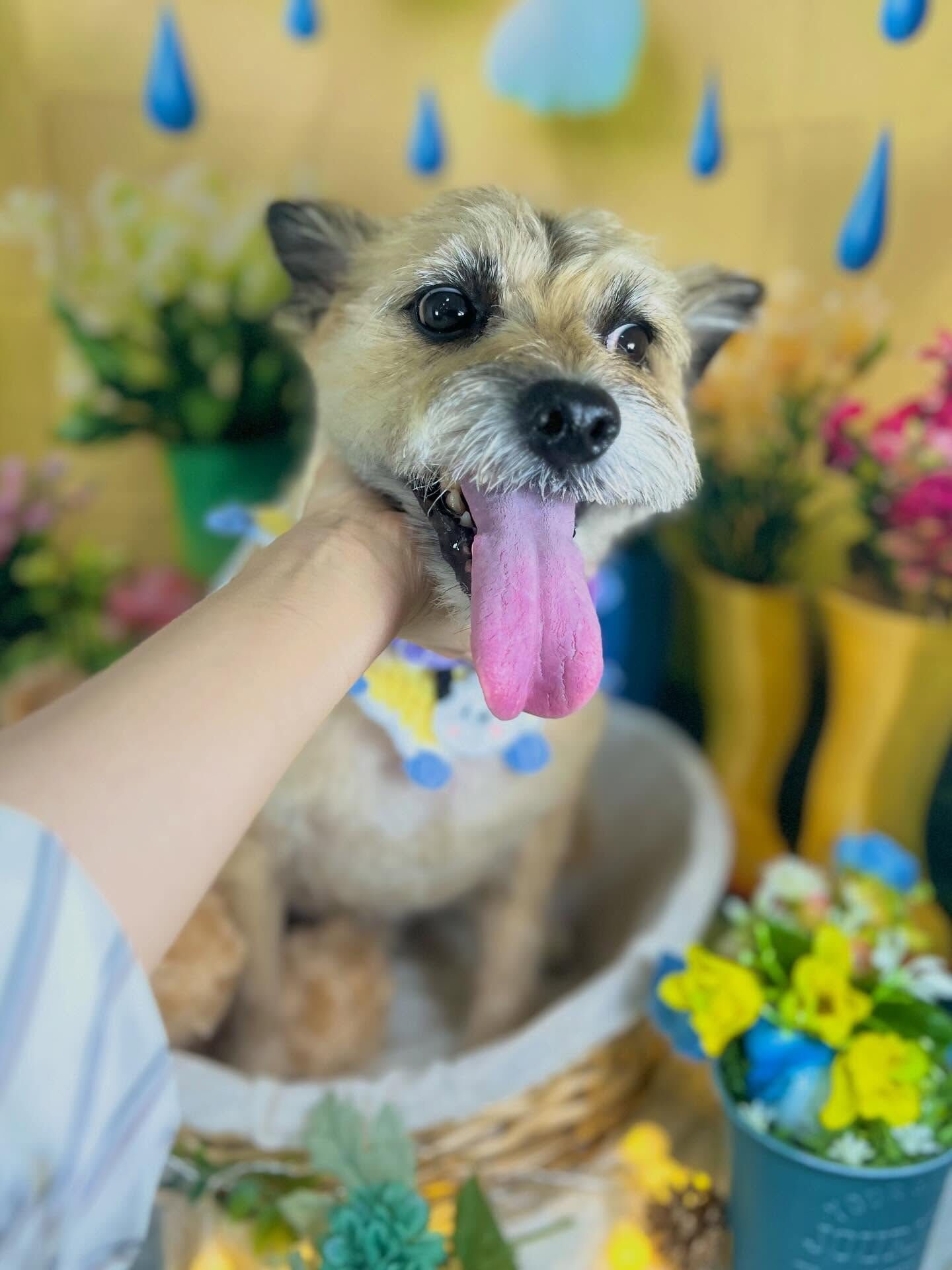 来店いただいた、ケアンテリアンのきなこくんです🐶✨