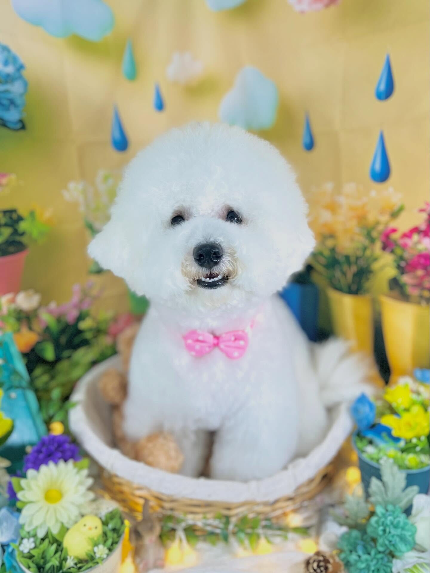 来店いただいた、ビションのららちゃんです🐶✨