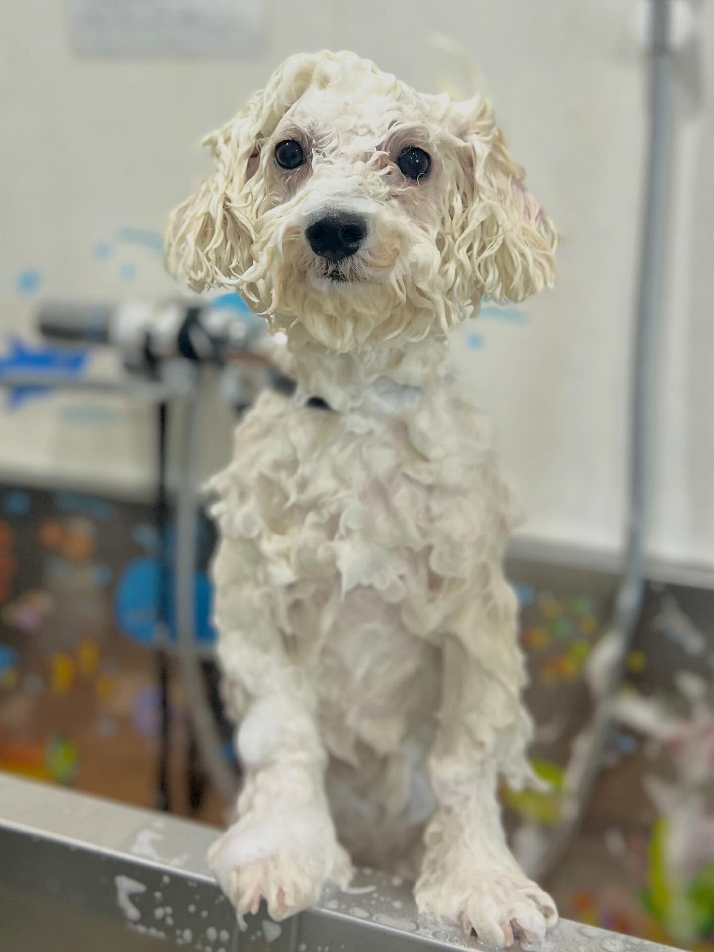 来店いただいた、ビションのららちゃんです🐶✨