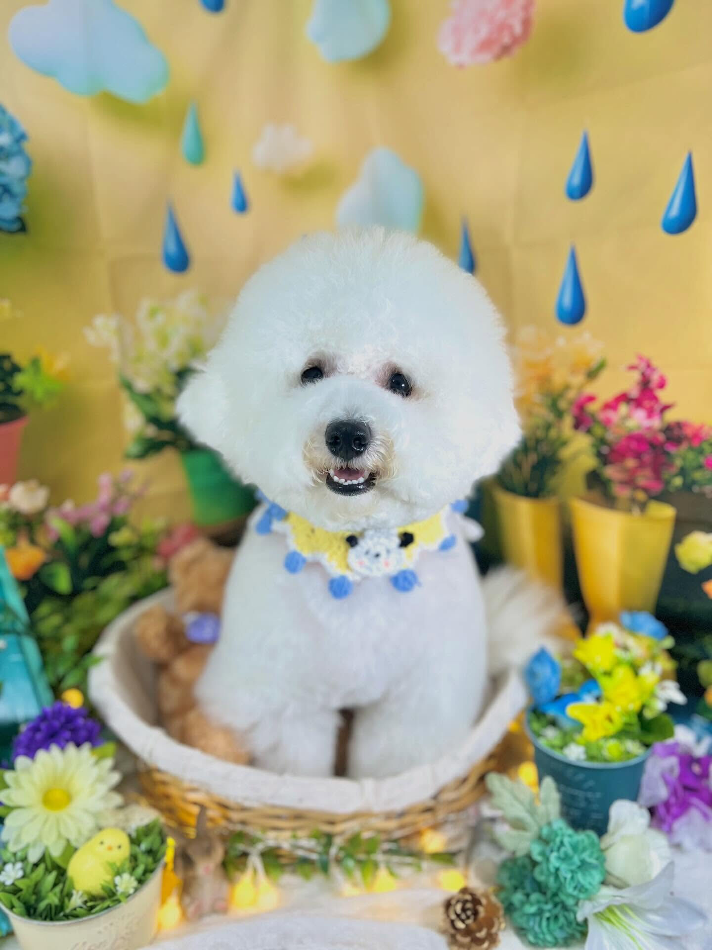 来店いただいた、ビションのららちゃんです🐶✨