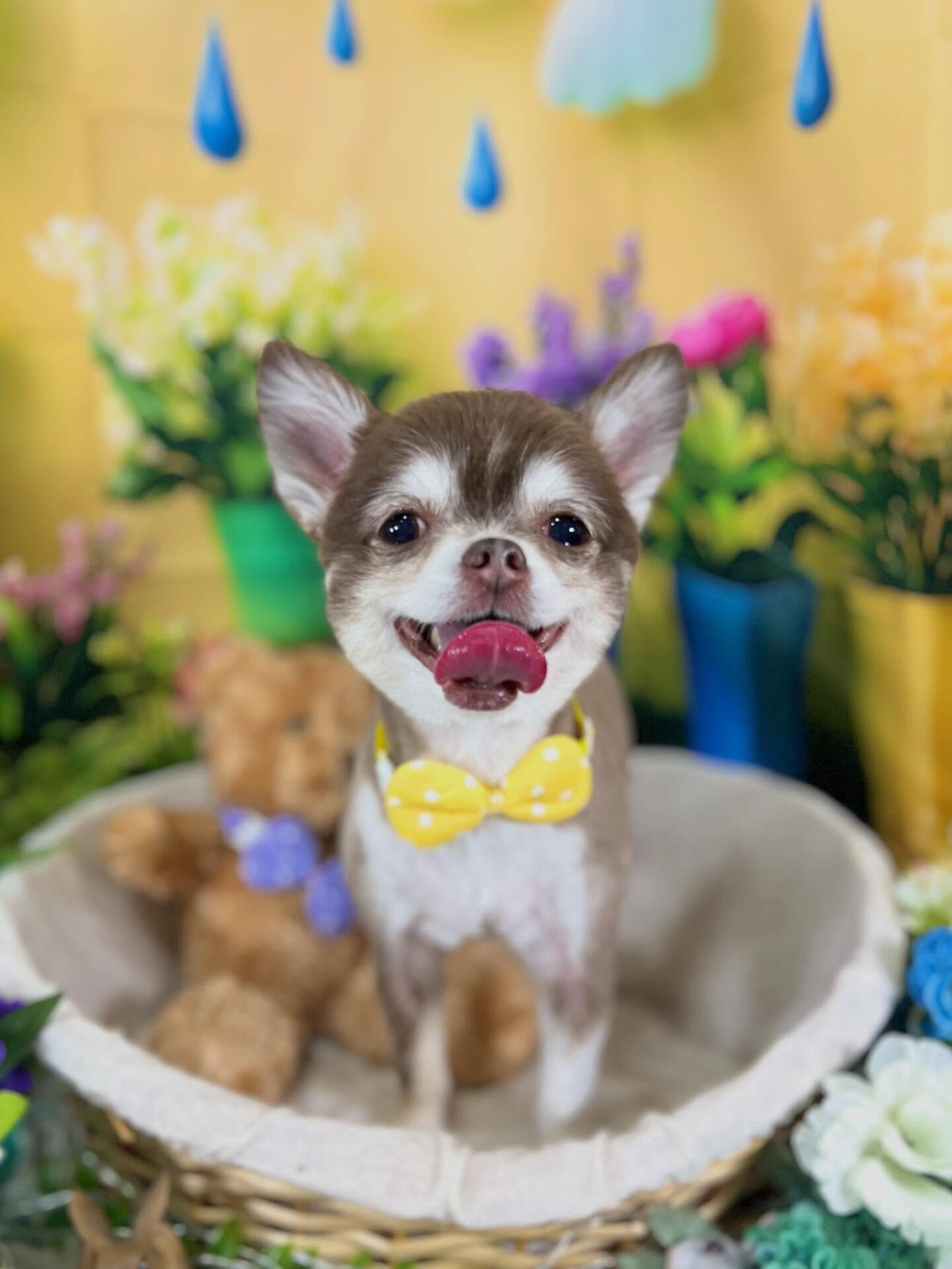 来店いただいた、チワワの六三四くんです🐶✨