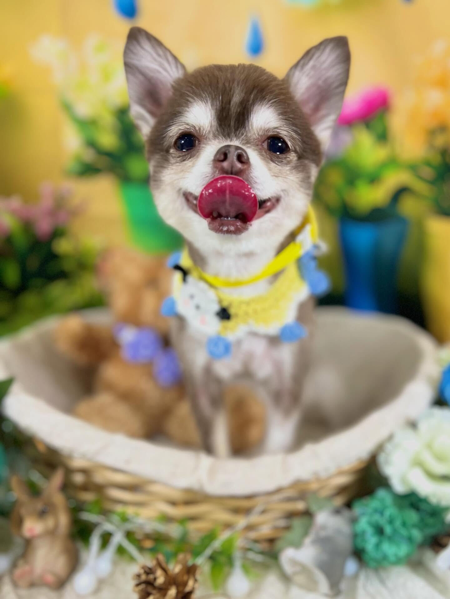 来店いただいた、チワワの六三四くんです🐶✨