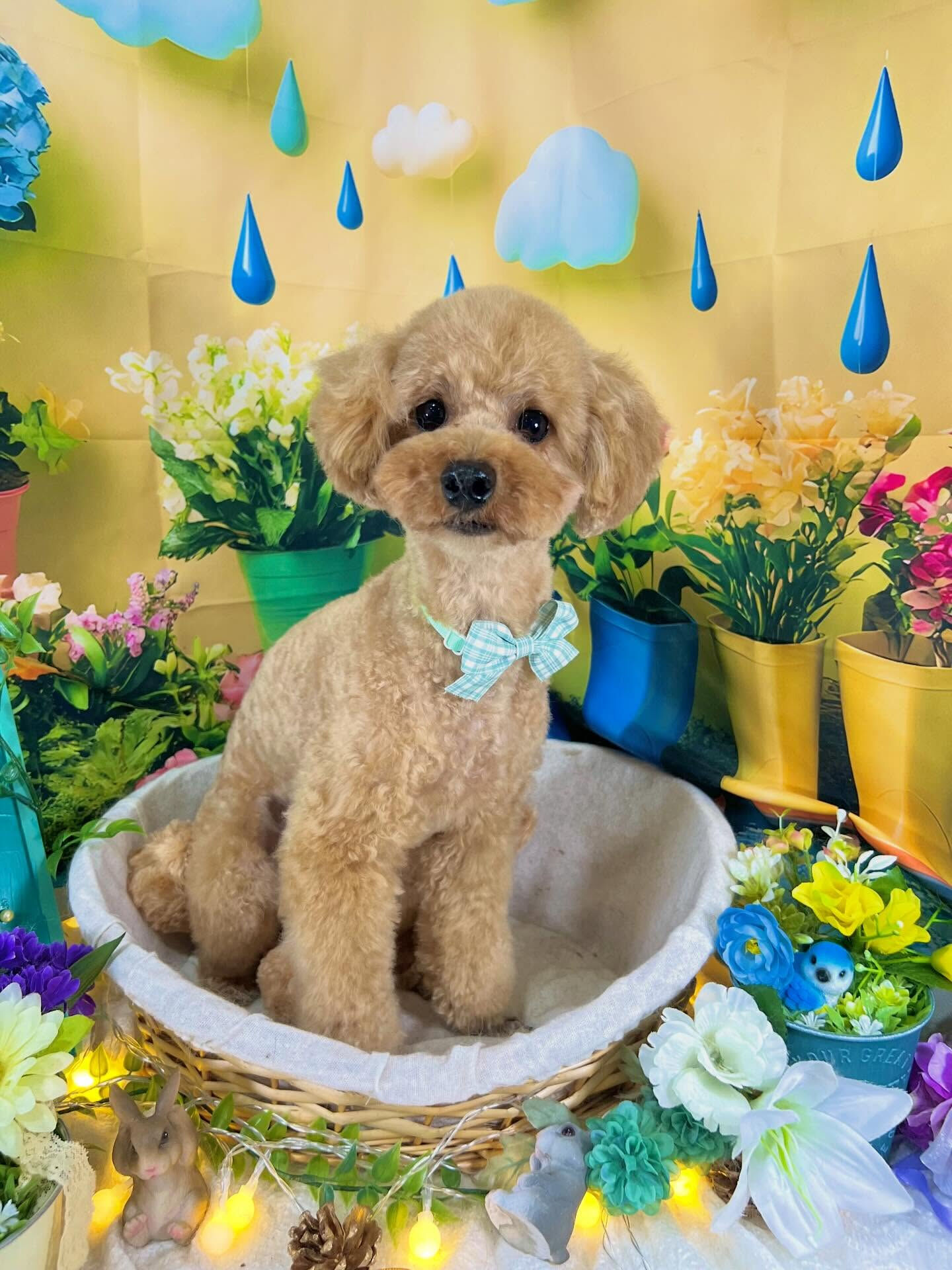来店いただいた、トイプードルのリエルちゃんです🐶✨
