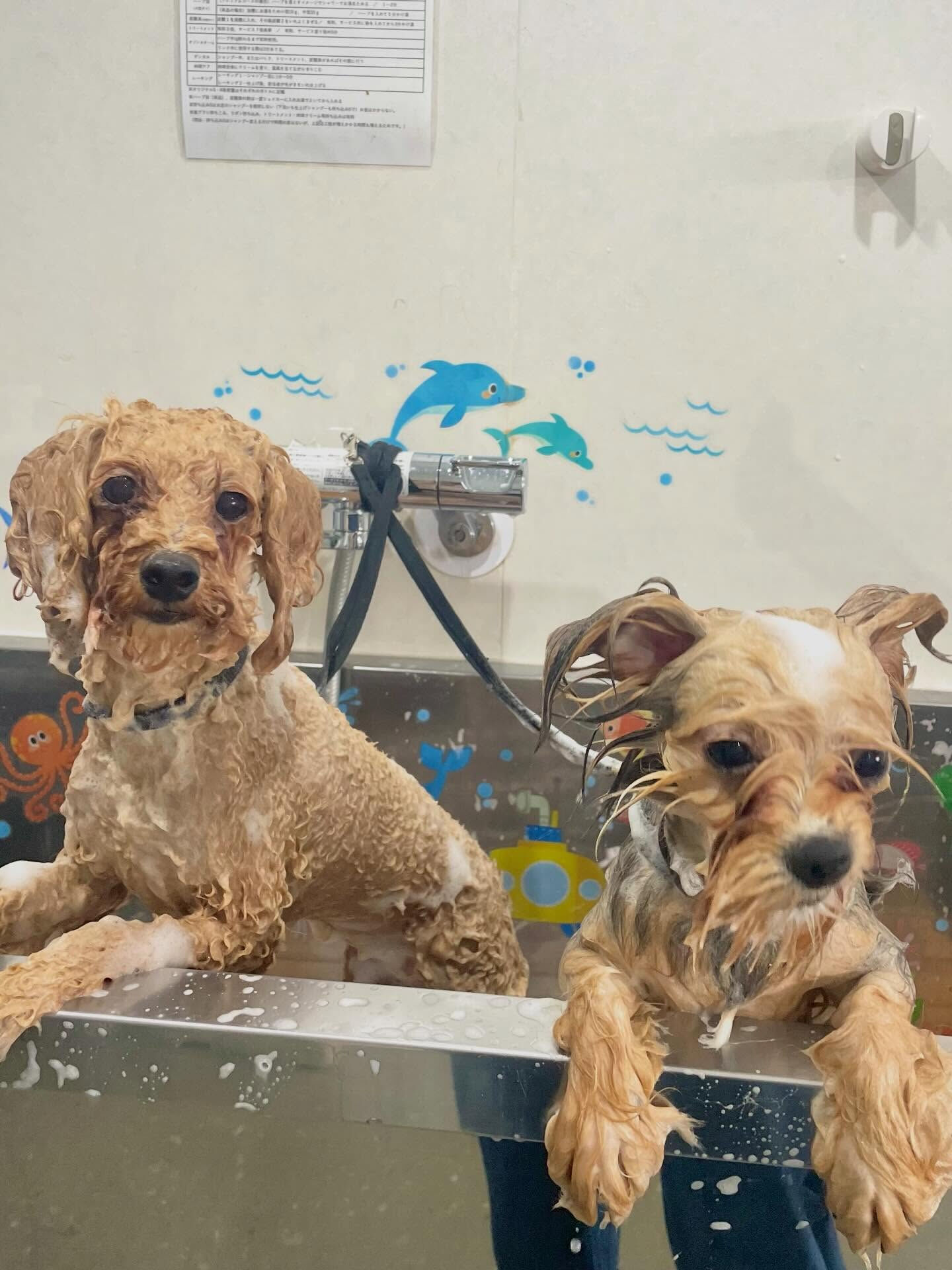 来店いただいた、トイプードルのリエルちゃんです🐶✨