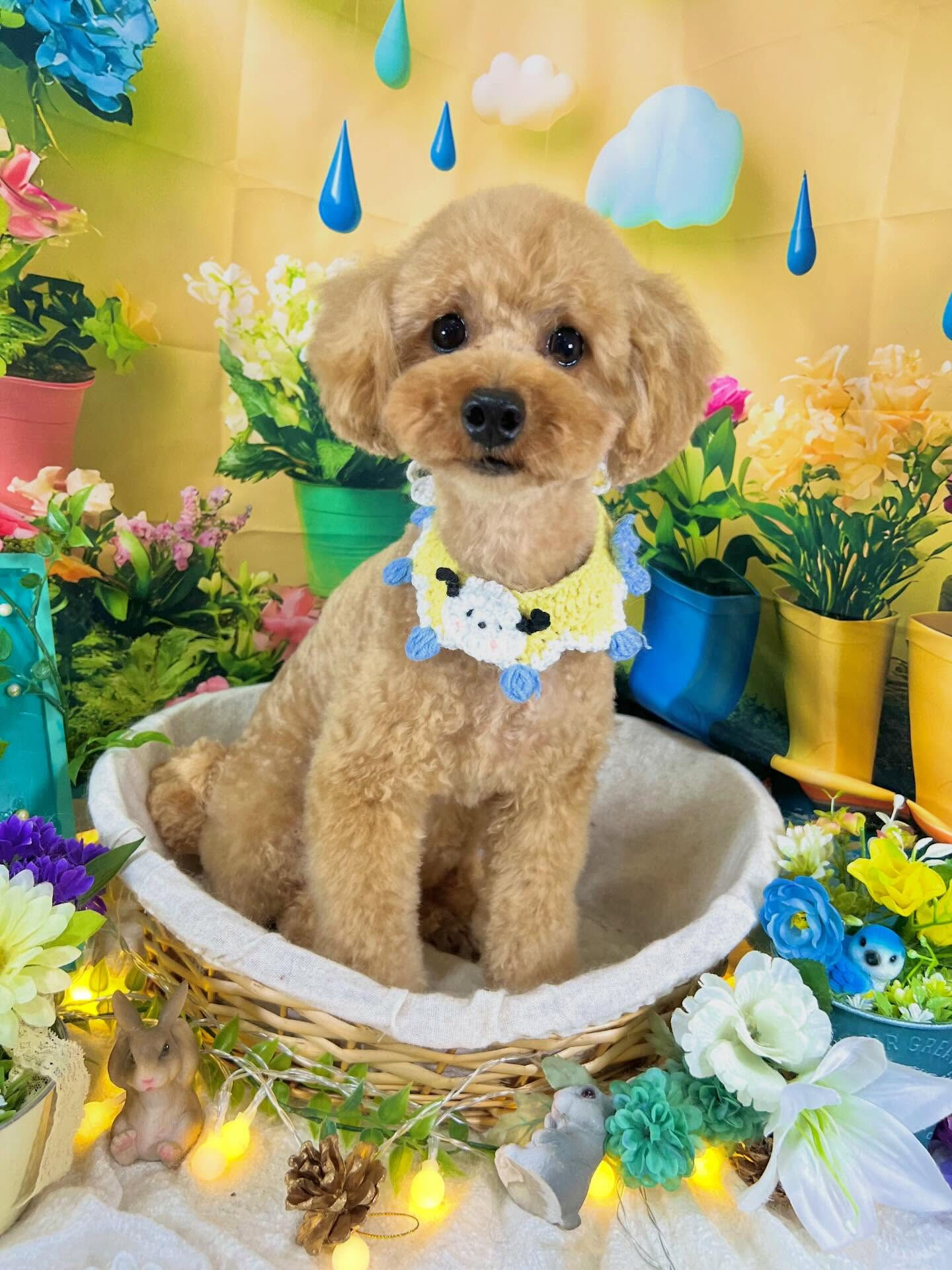 来店いただいた、トイプードルのリエルちゃんです🐶✨